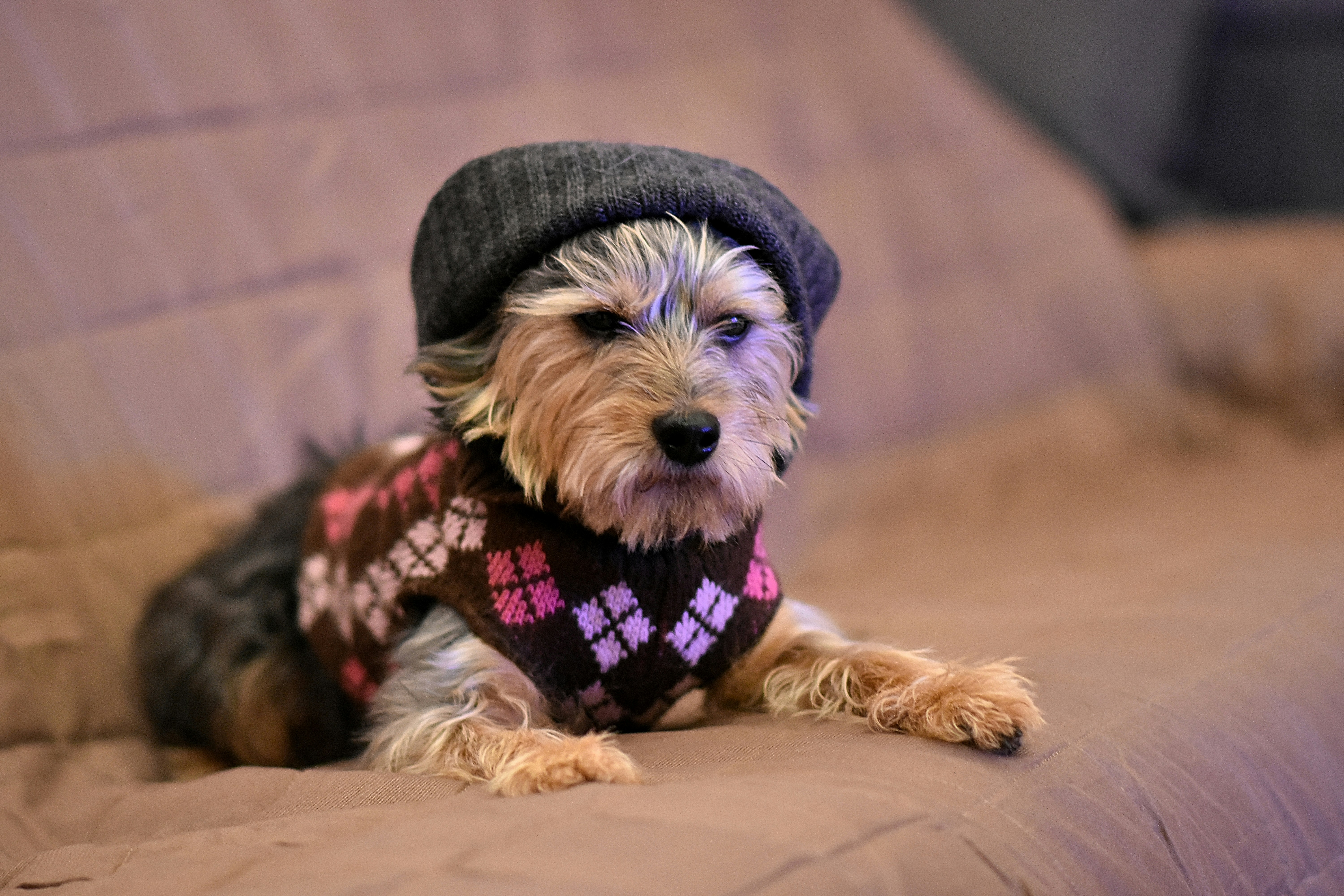 A small dog wearing a hat and sweater photo – Free Fashion Image on ...