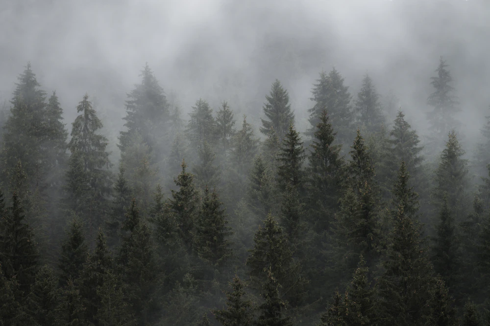 Misty evergreen forest with tall trees in fog