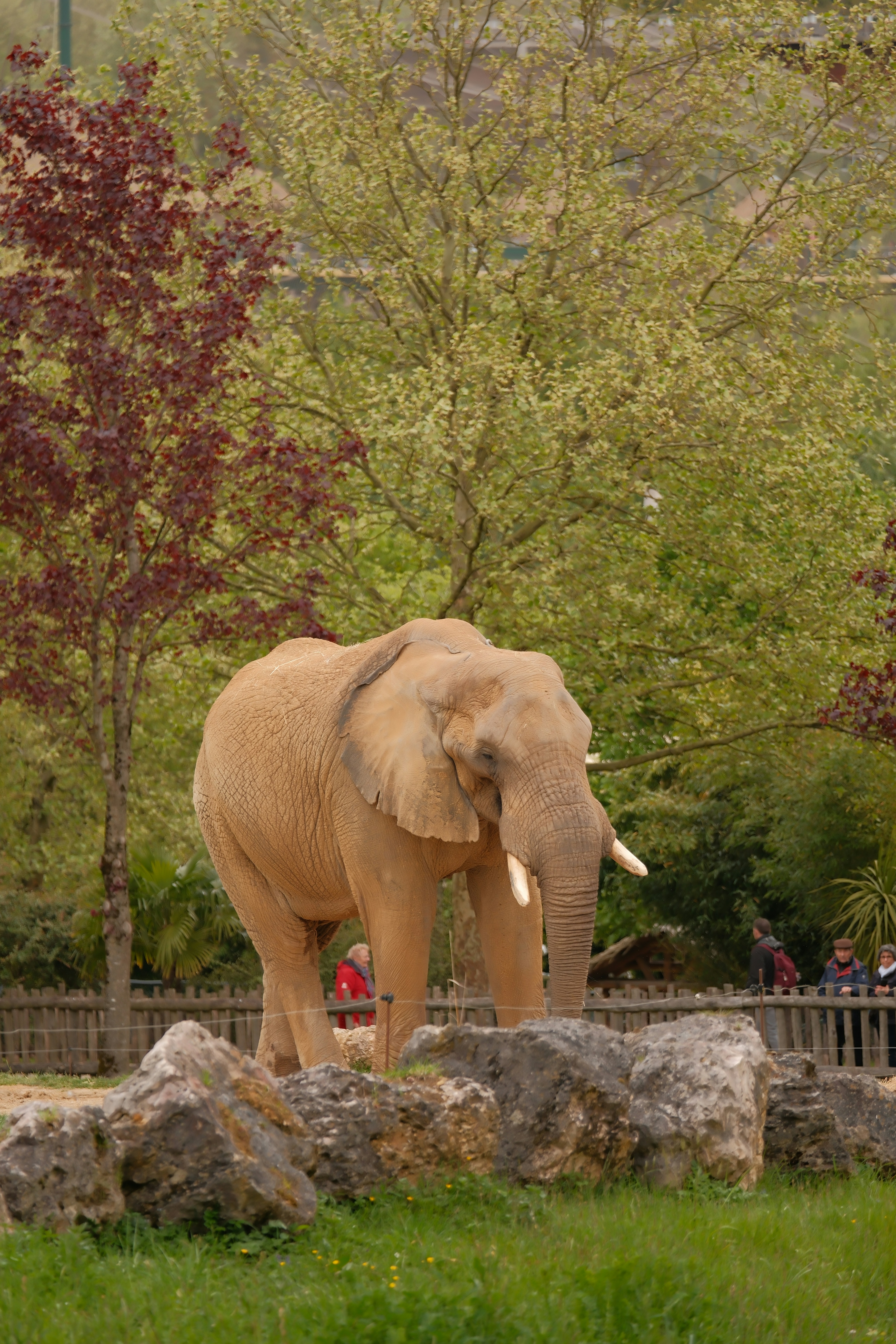 An elephant stands in a grassy enclosure with trees.