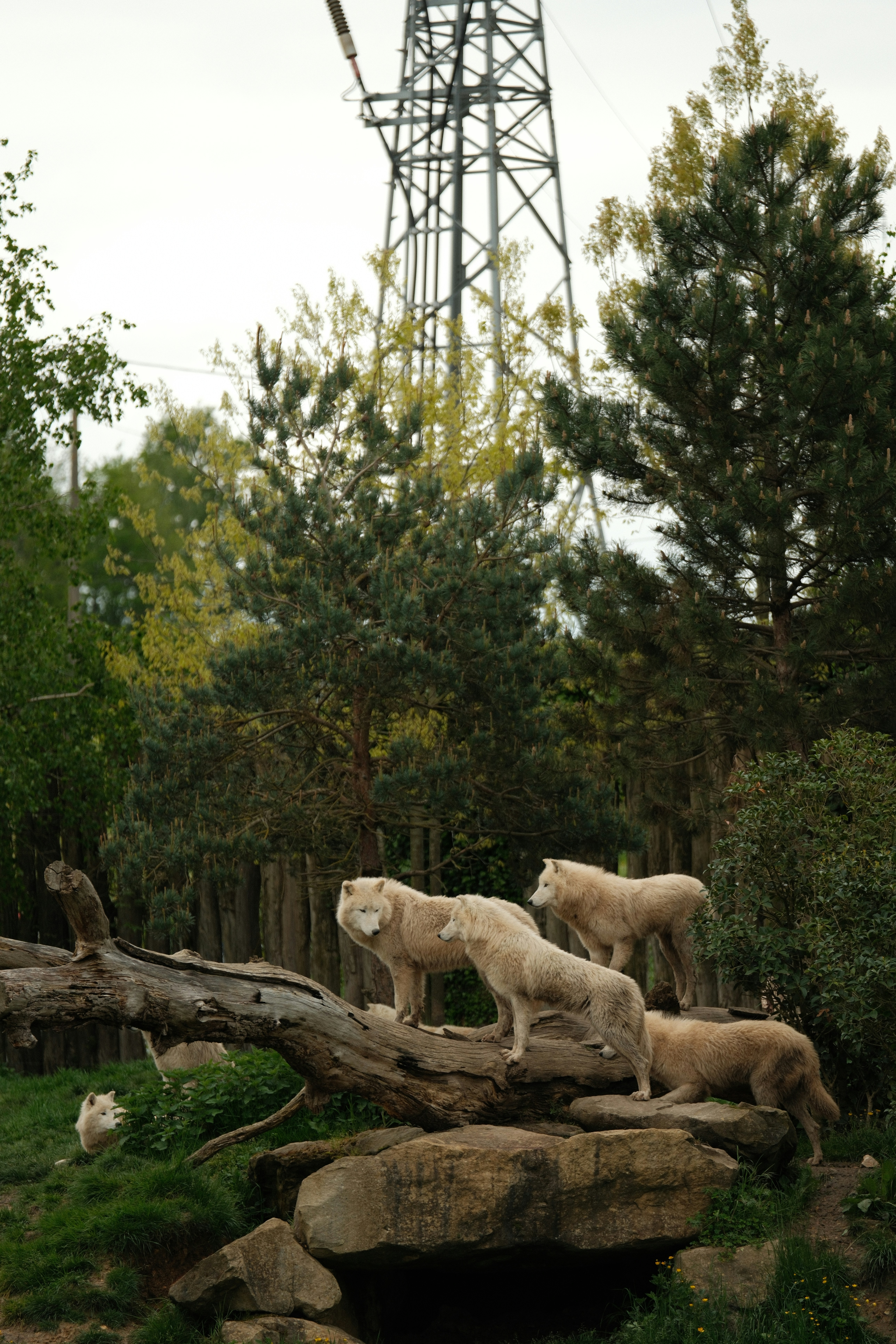 Several white wolves stand on a fallen log.