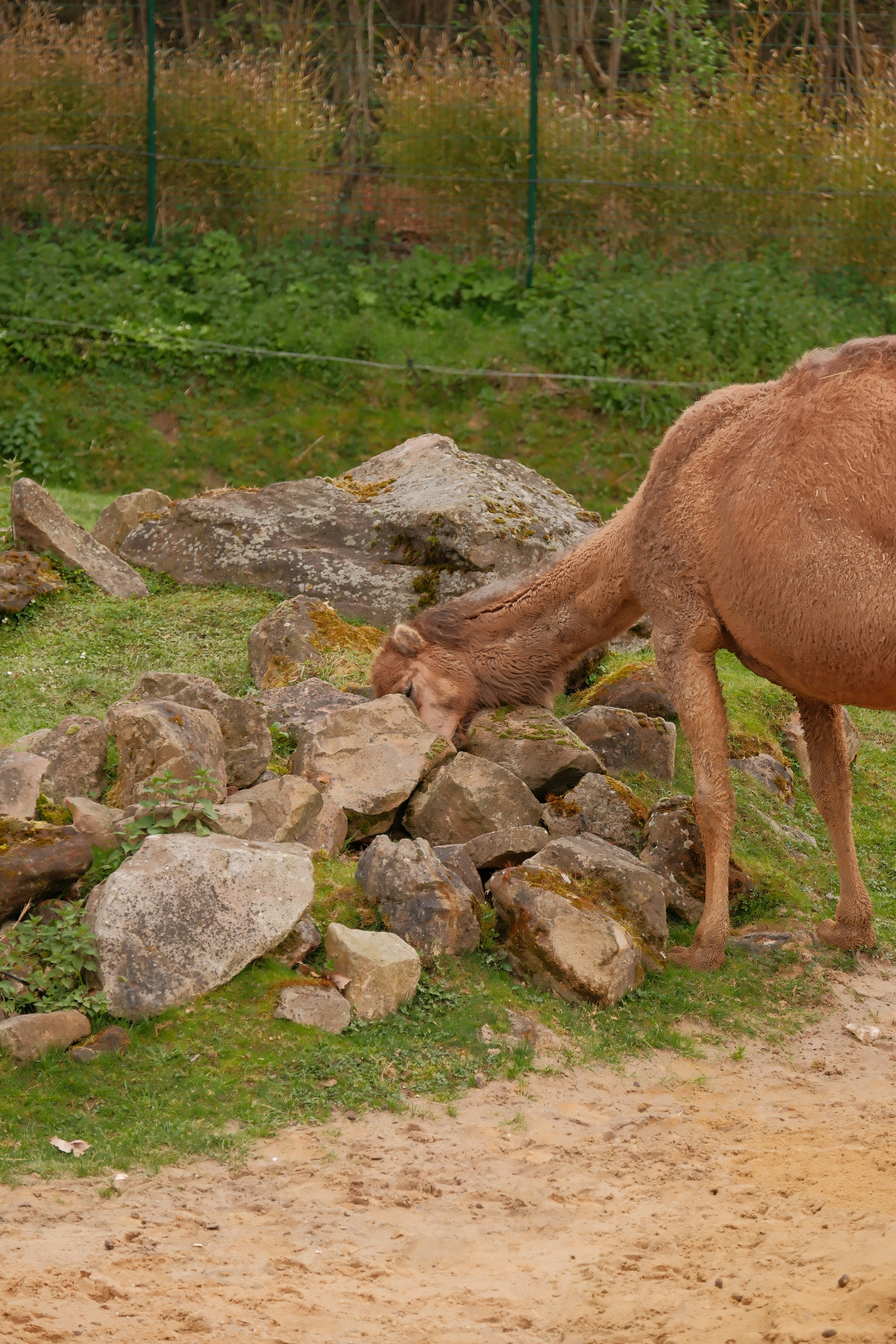 A camel eating rocks in a grassy enclosure.