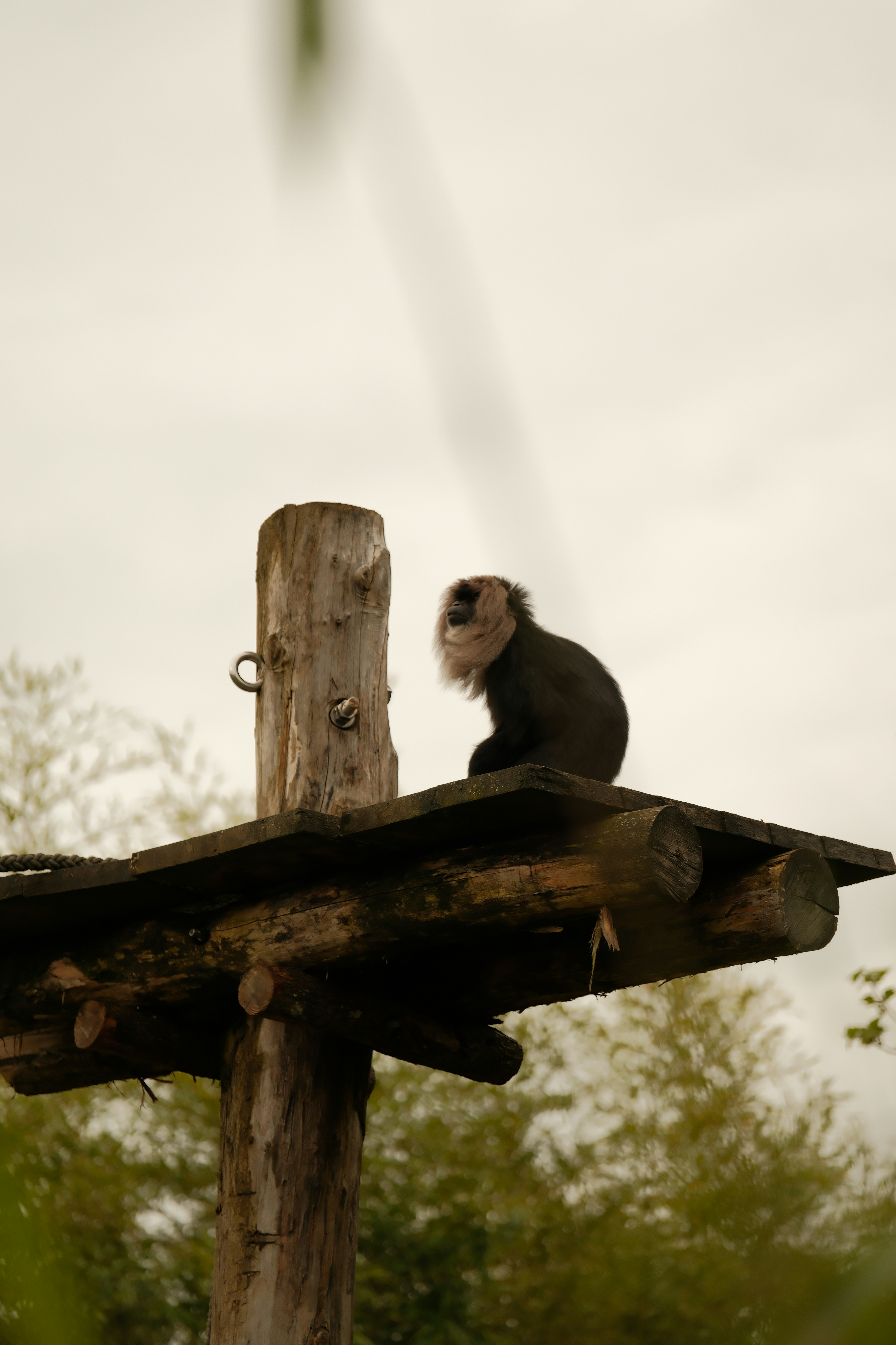 Monkey sitting on a wooden platform outdoors