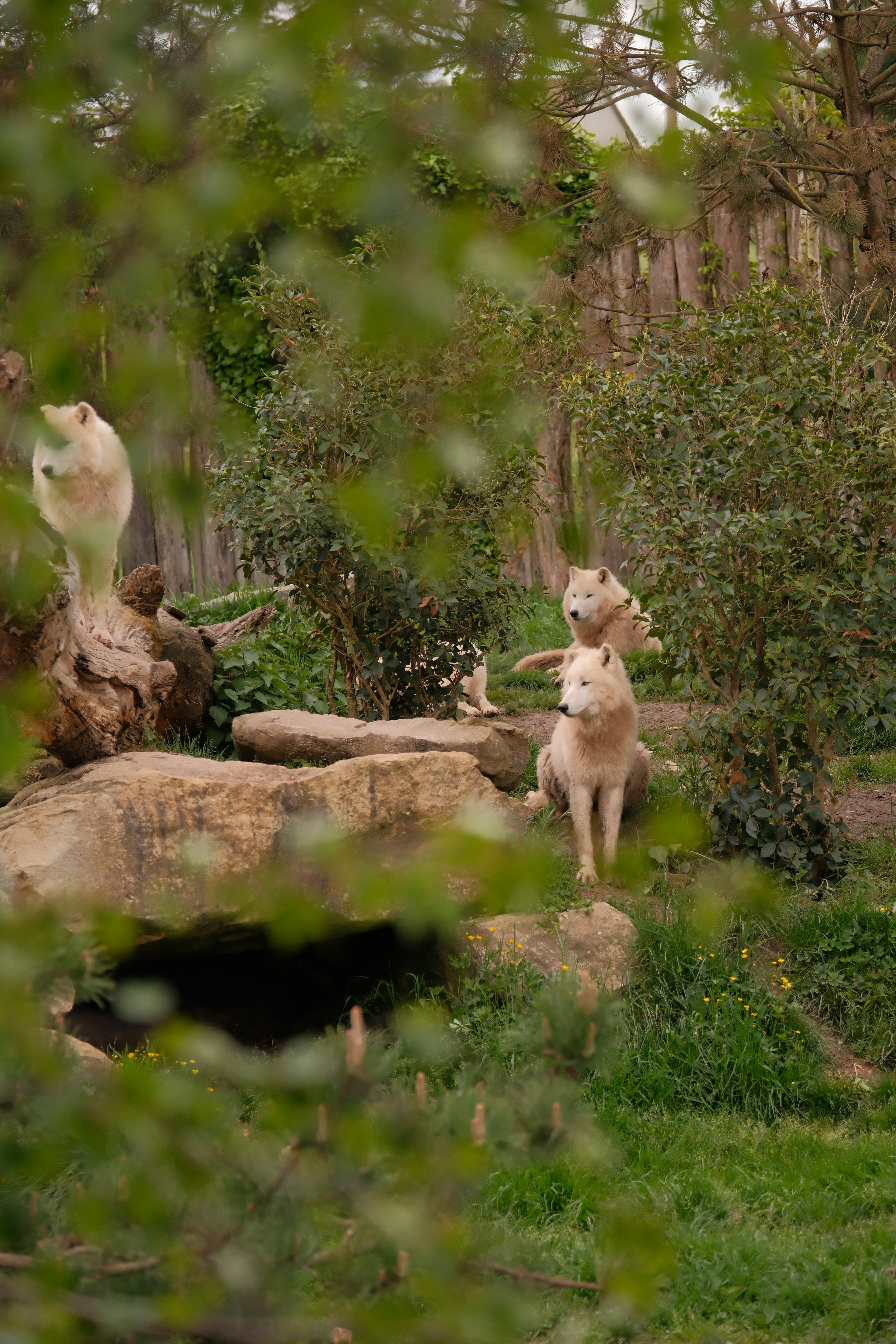 Several white wolves in a wooded enclosure.
