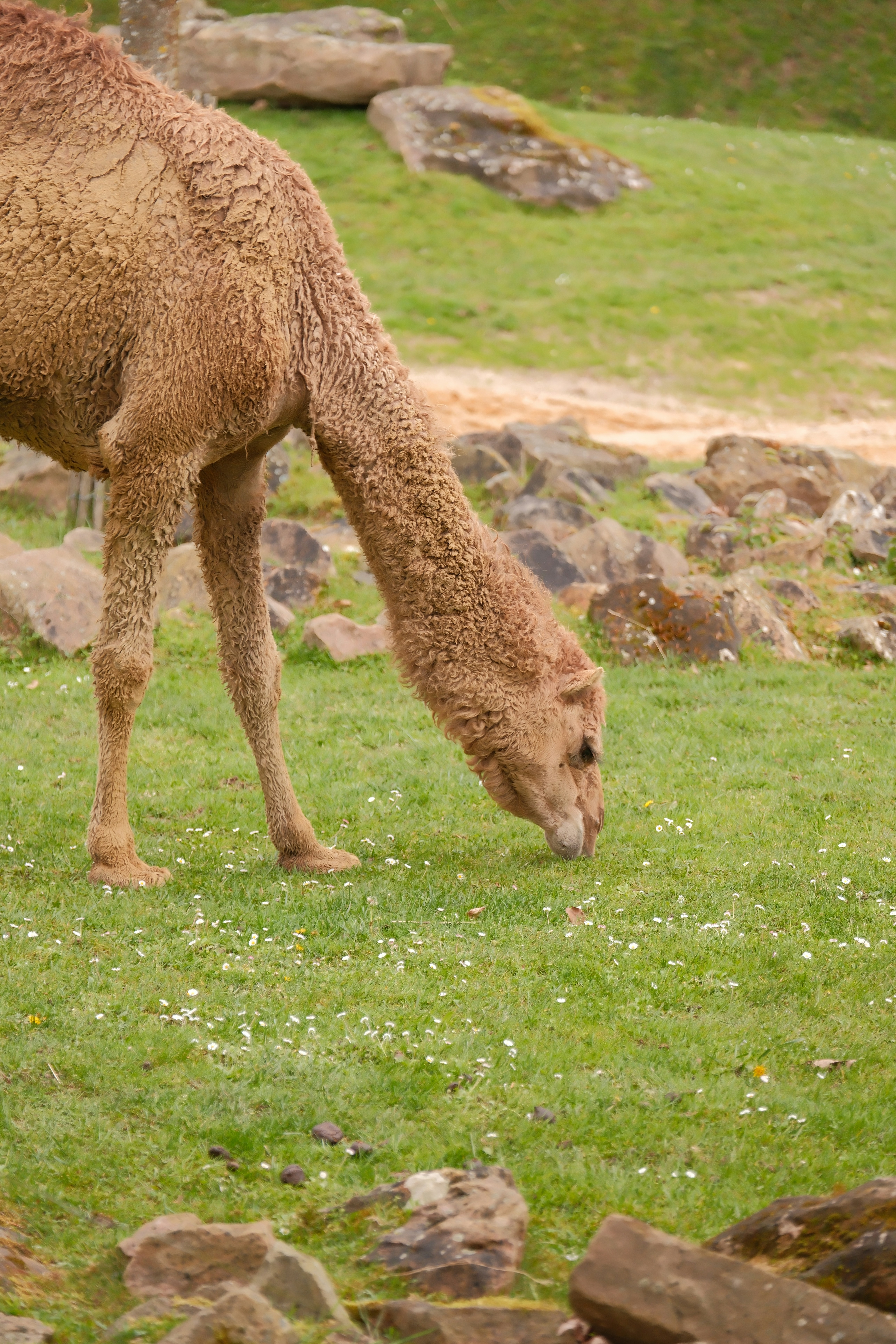 A camel grazes on green grass with small white flowers.