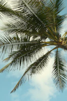 Palm tree fronds against a cloudy blue sky