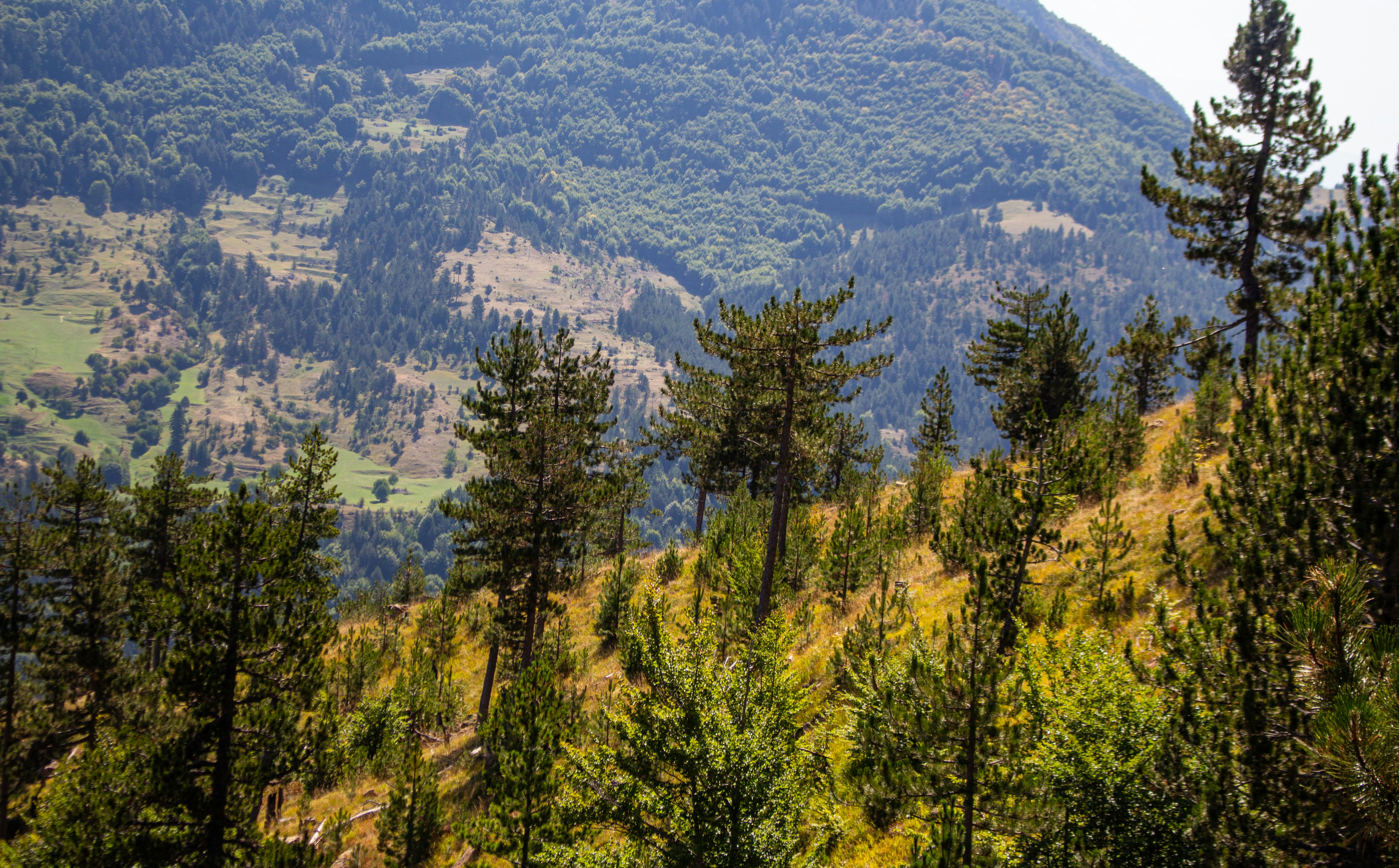 Photo by anikolleshi