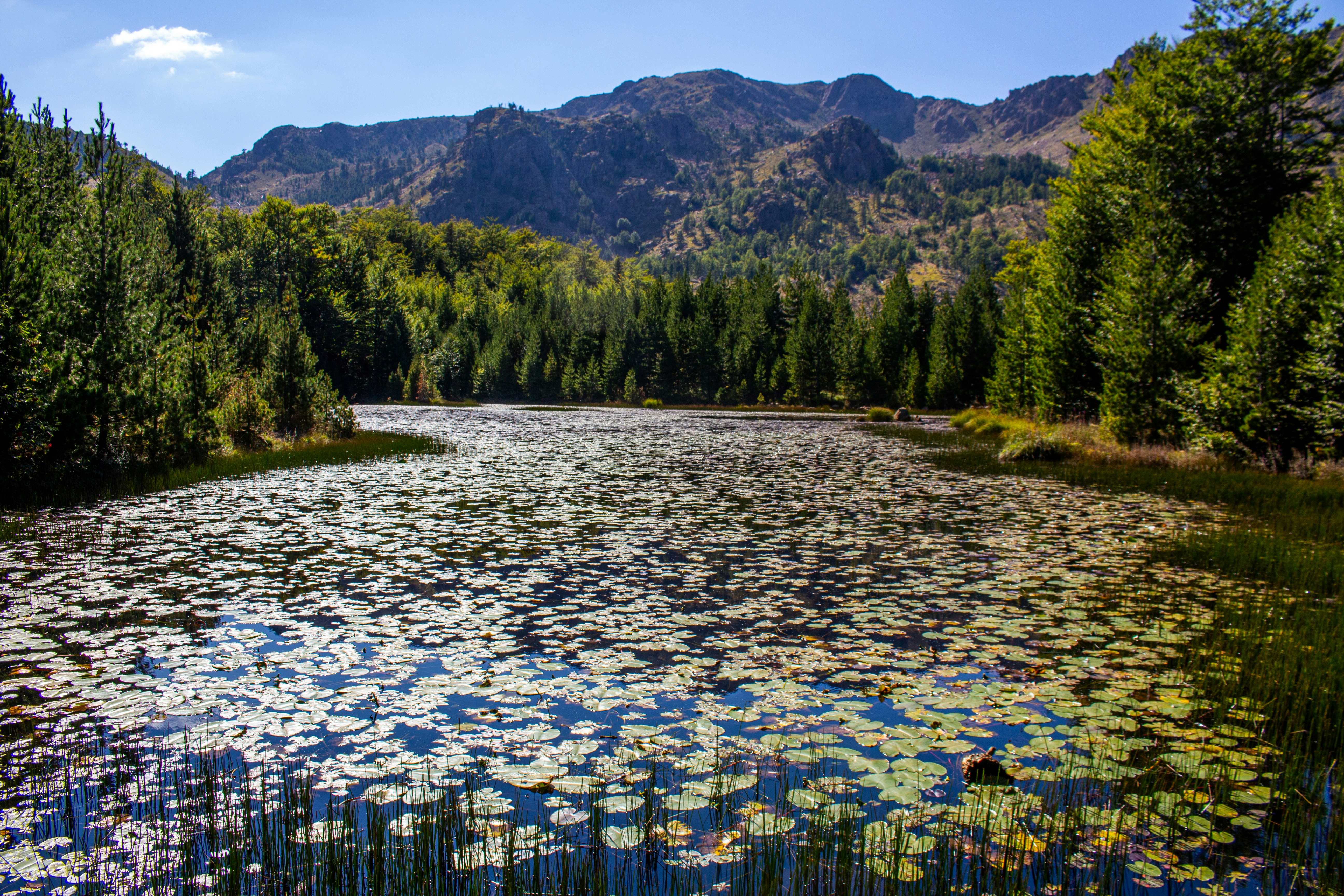 Photo by anikolleshi