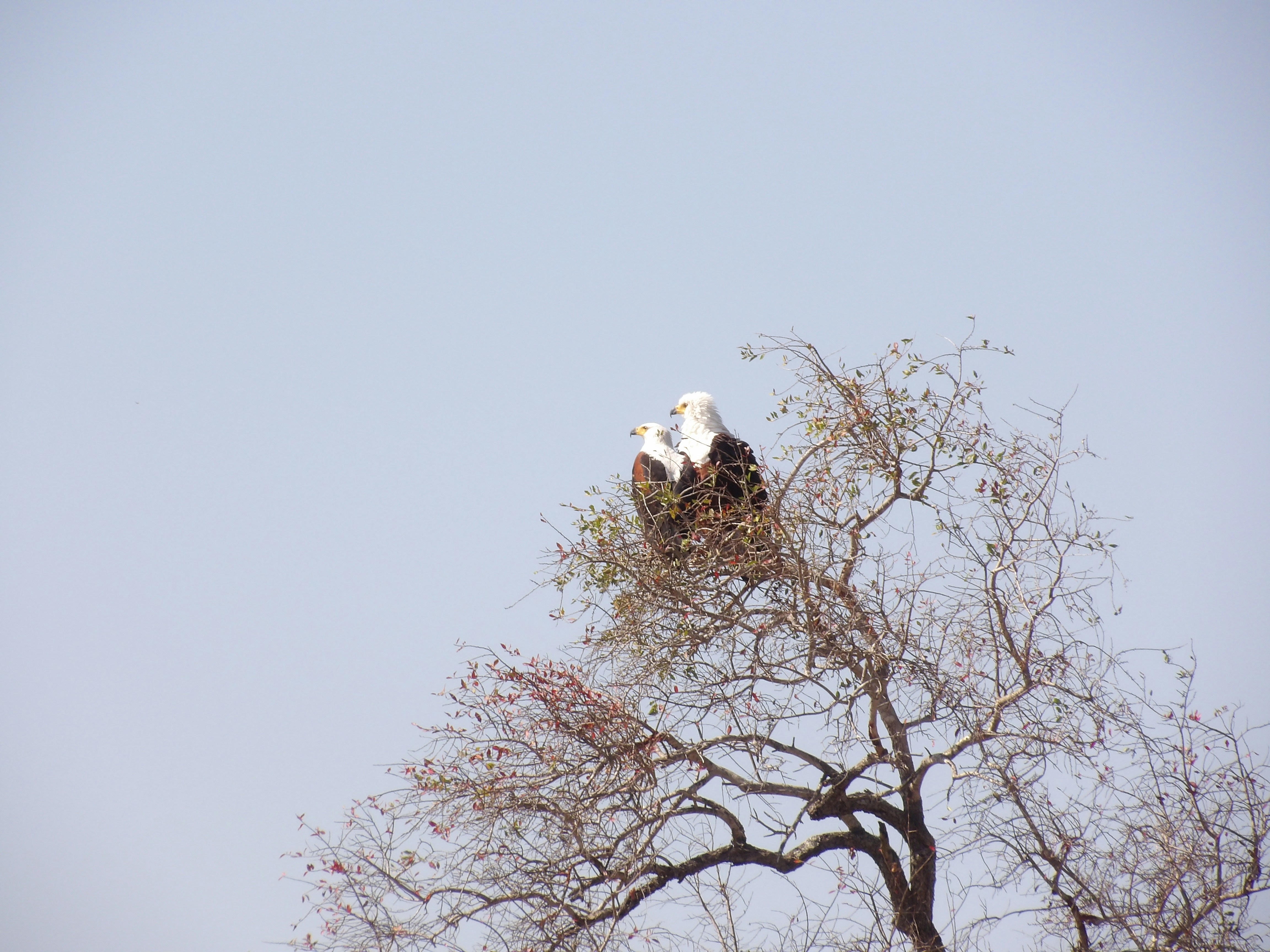Eagle Park