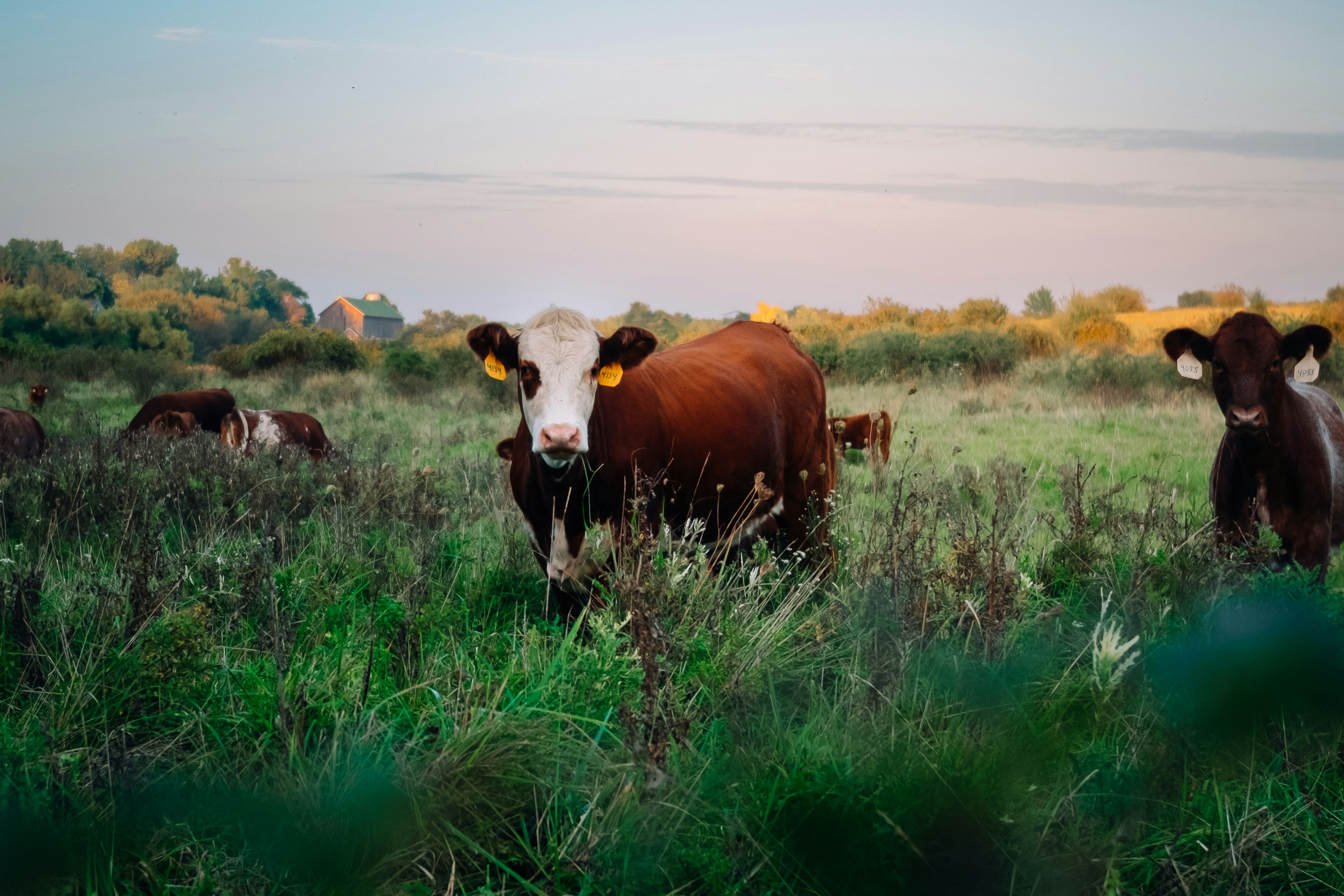 Photo by chris_lynch_