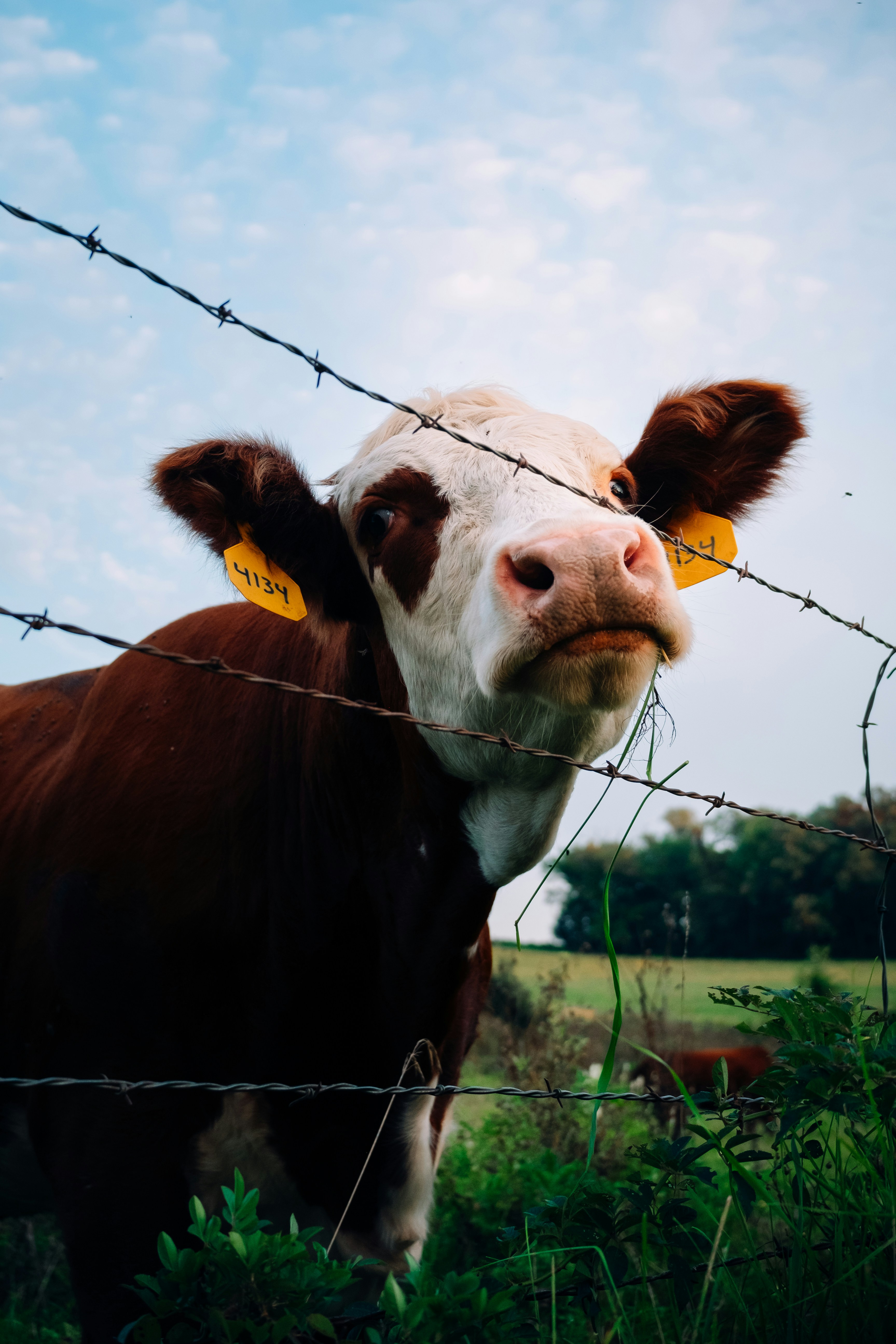 Photo by chris_lynch_