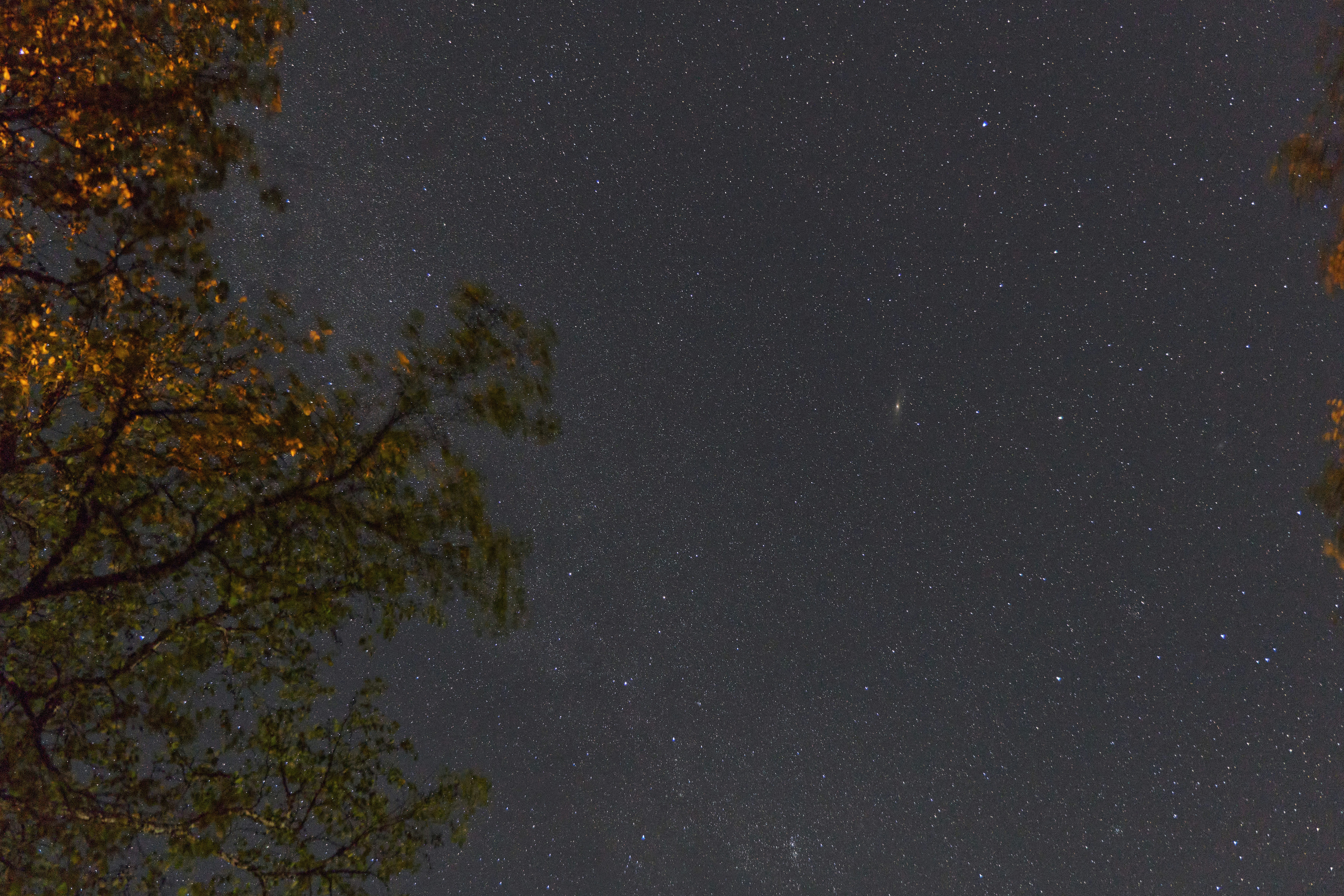 Starry night sky seen through autumn tree branches