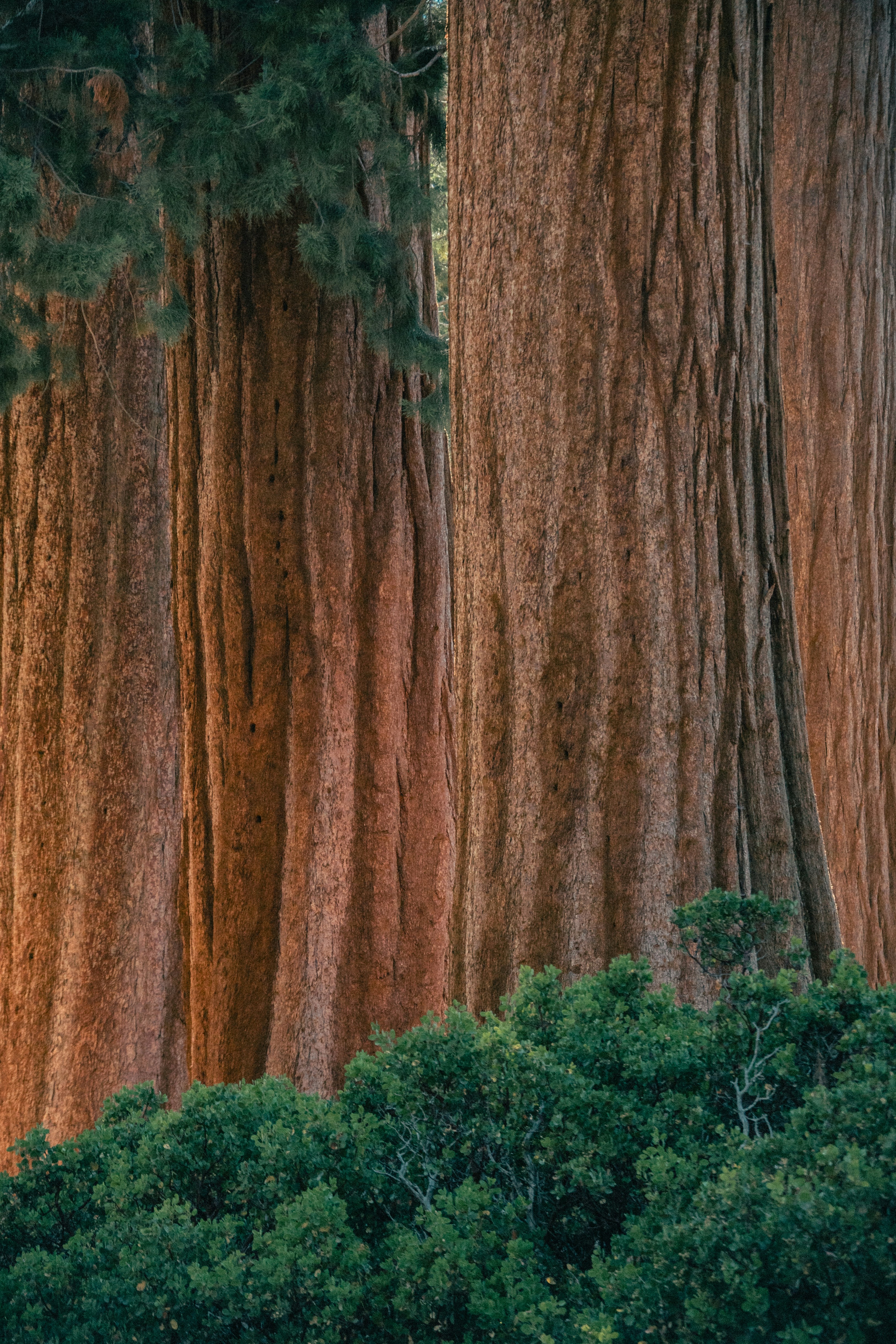 As sequoias gigantes ficam altas acima da folhagem verde.
