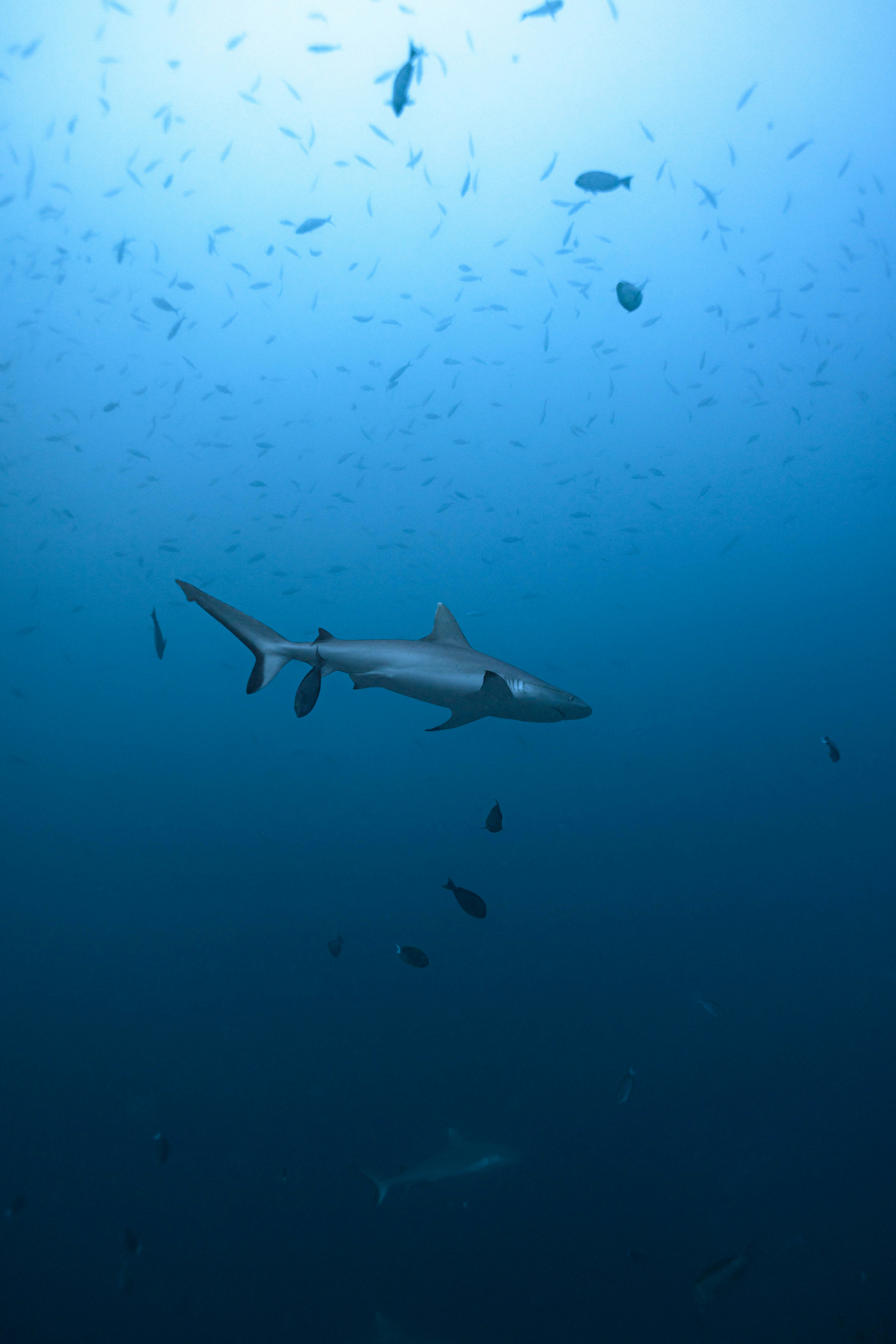 A shark swims in the deep blue ocean.