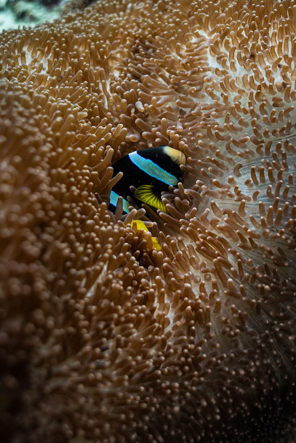 Clownfish among anemone tentacles underwater in the Maldives
