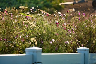 Field of wildflowers with white fence in foreground