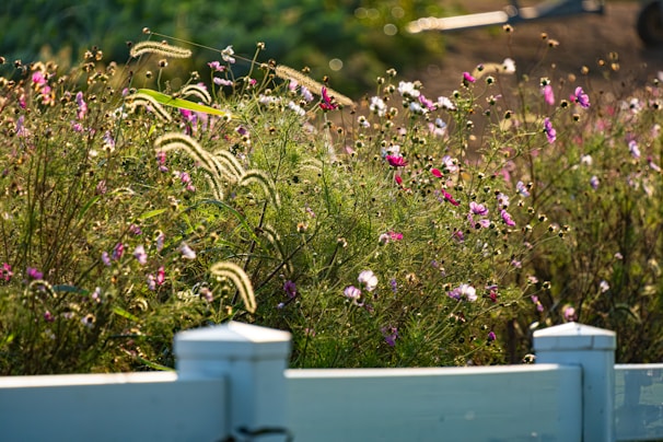 Field of wildflowers with white fence in foreground