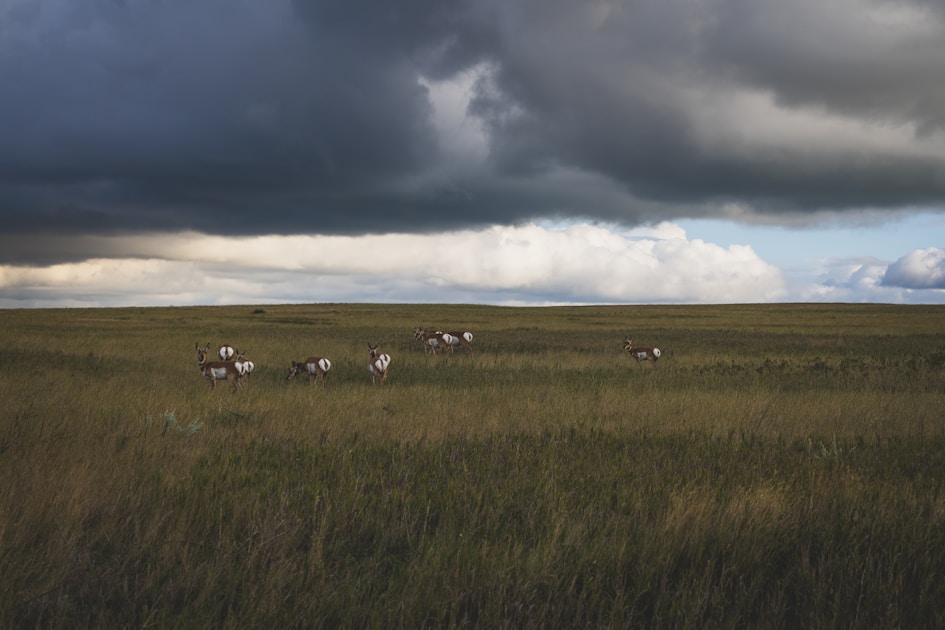 Nevada Great Basin desert landscape with sagebrush flats and mountain ranges in the background