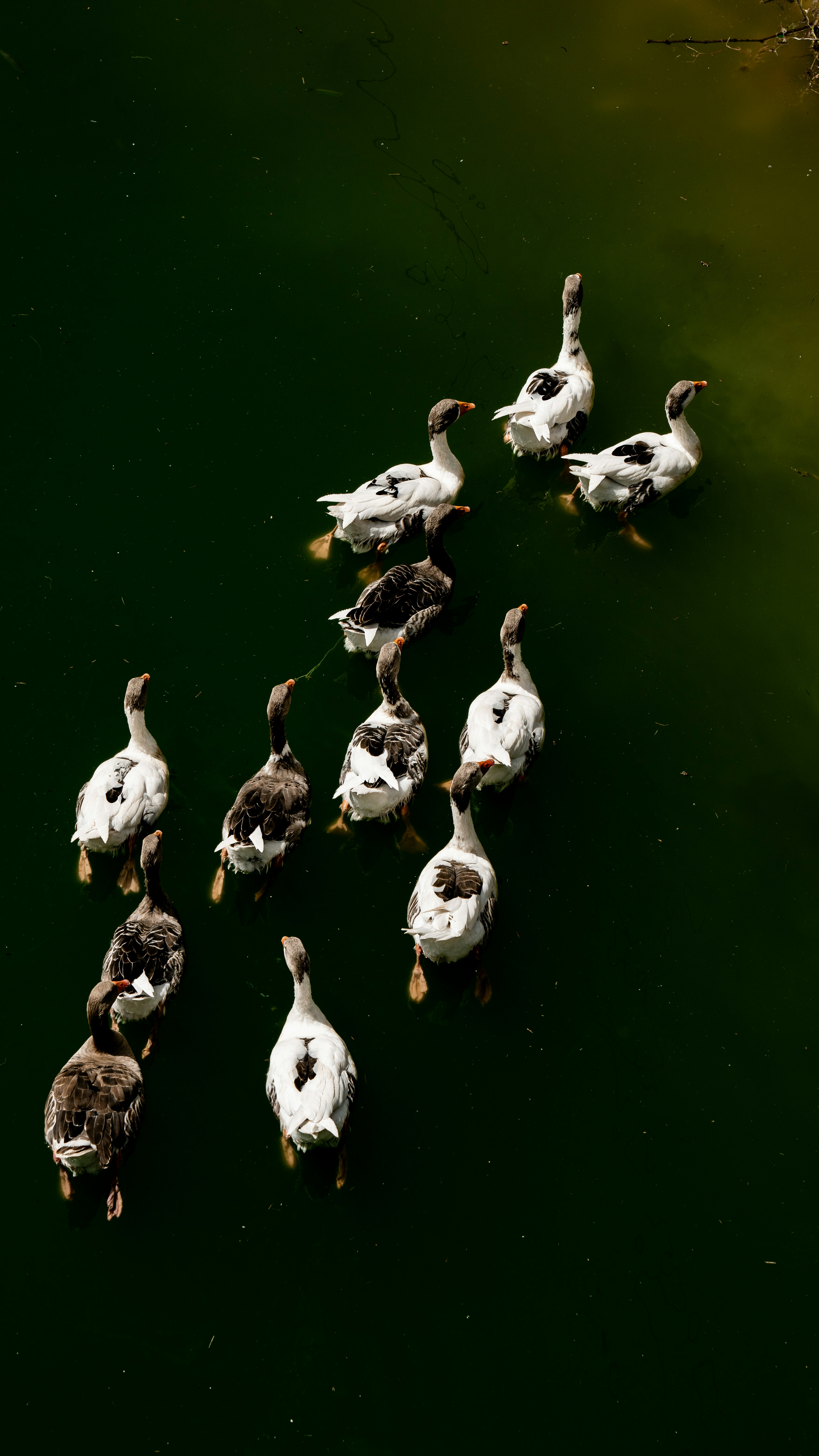 Uno stormo di oche nuota in acque verde scuro