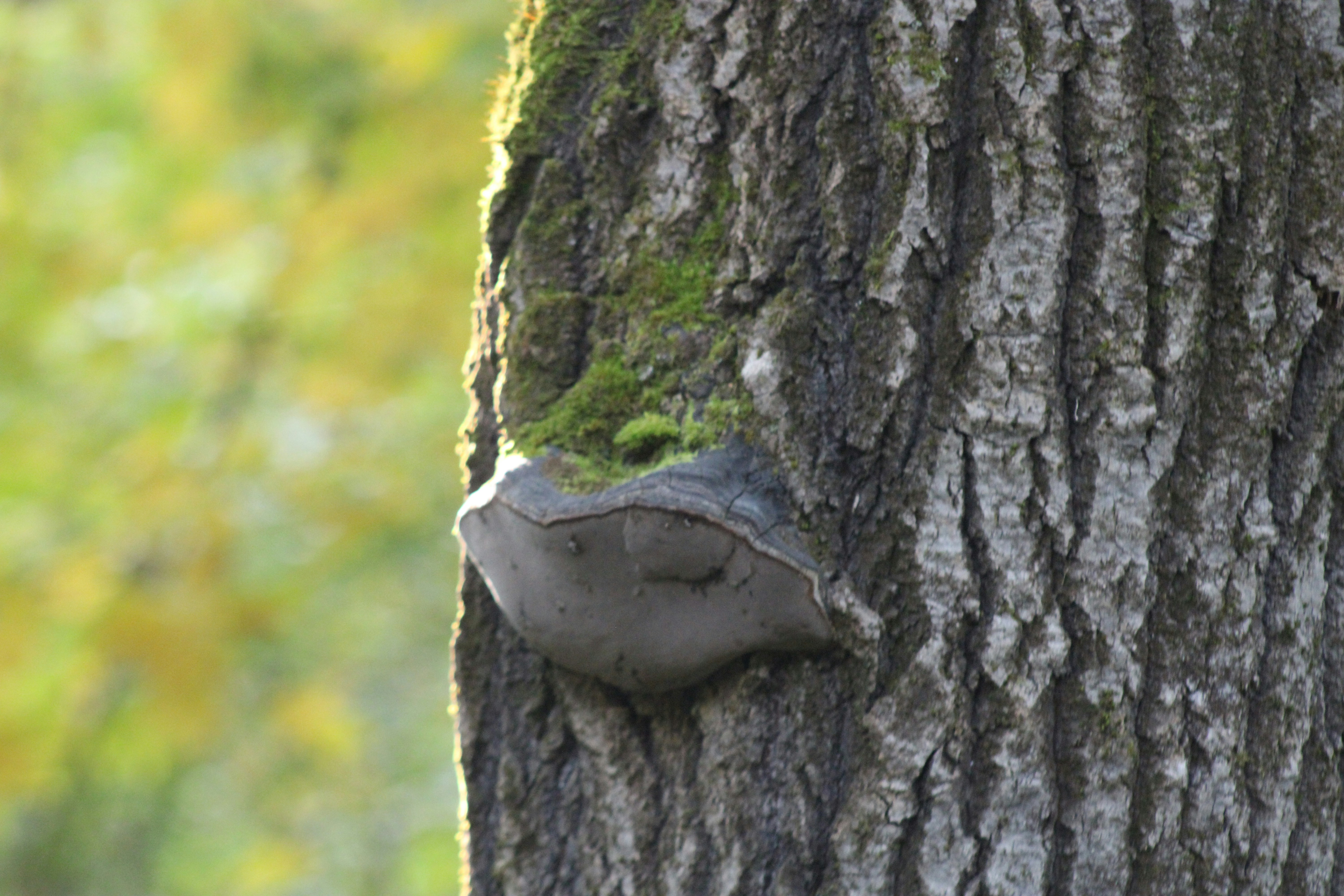 Photo by chipmunkrapidsmadman