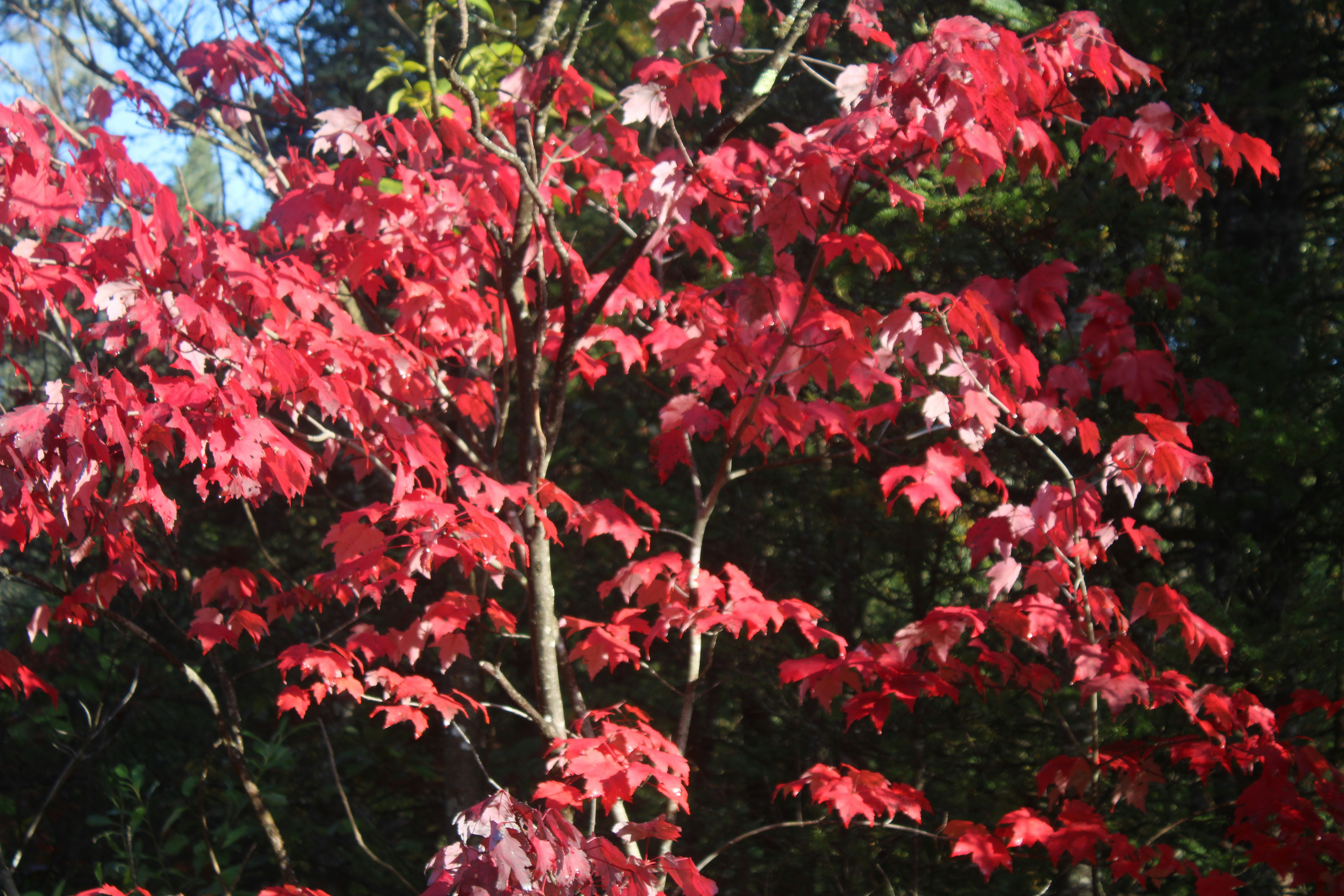 Photo by chipmunkrapidsmadman