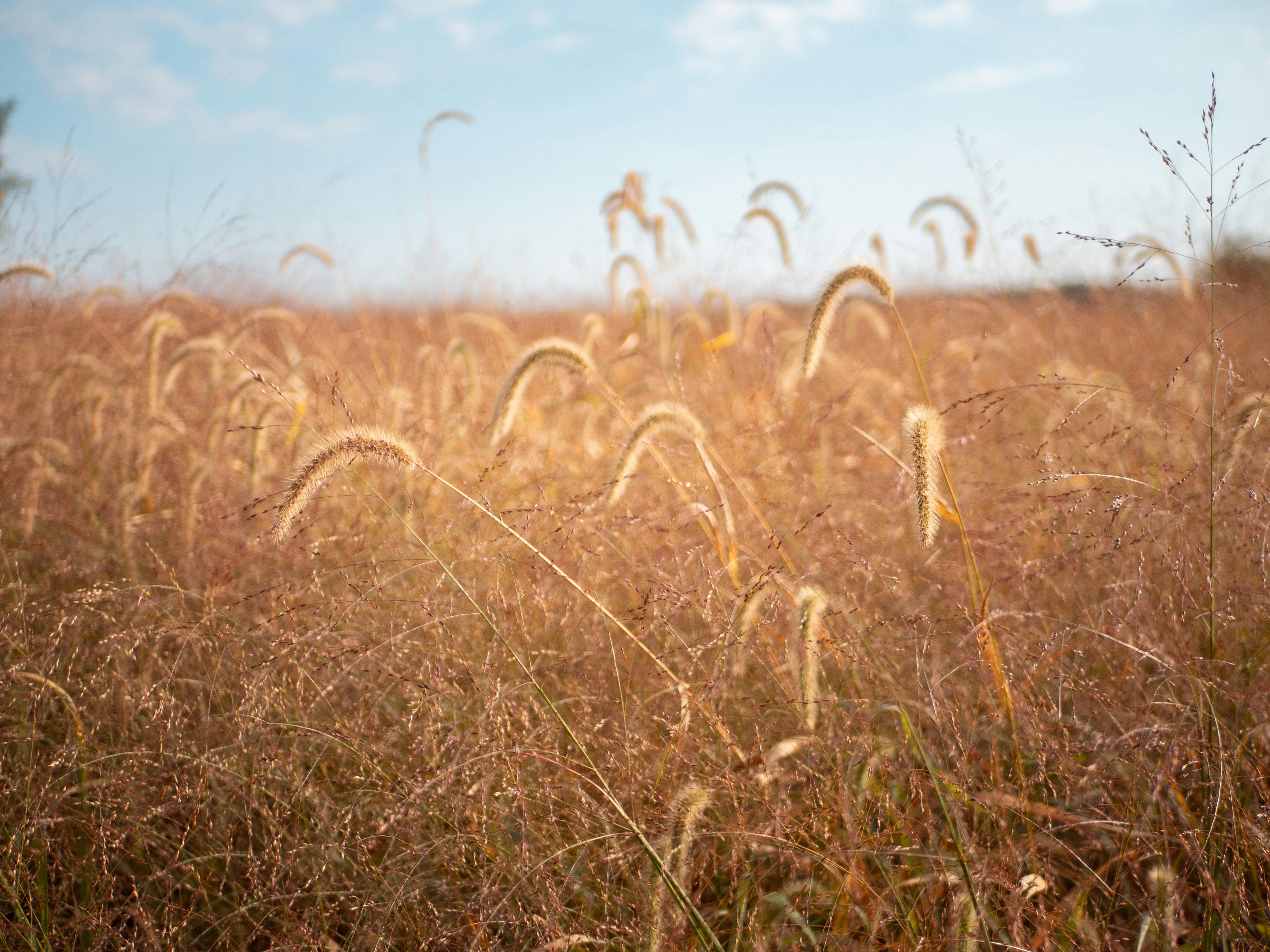 Hierba seca alta y cabezas de semillas en un campo.