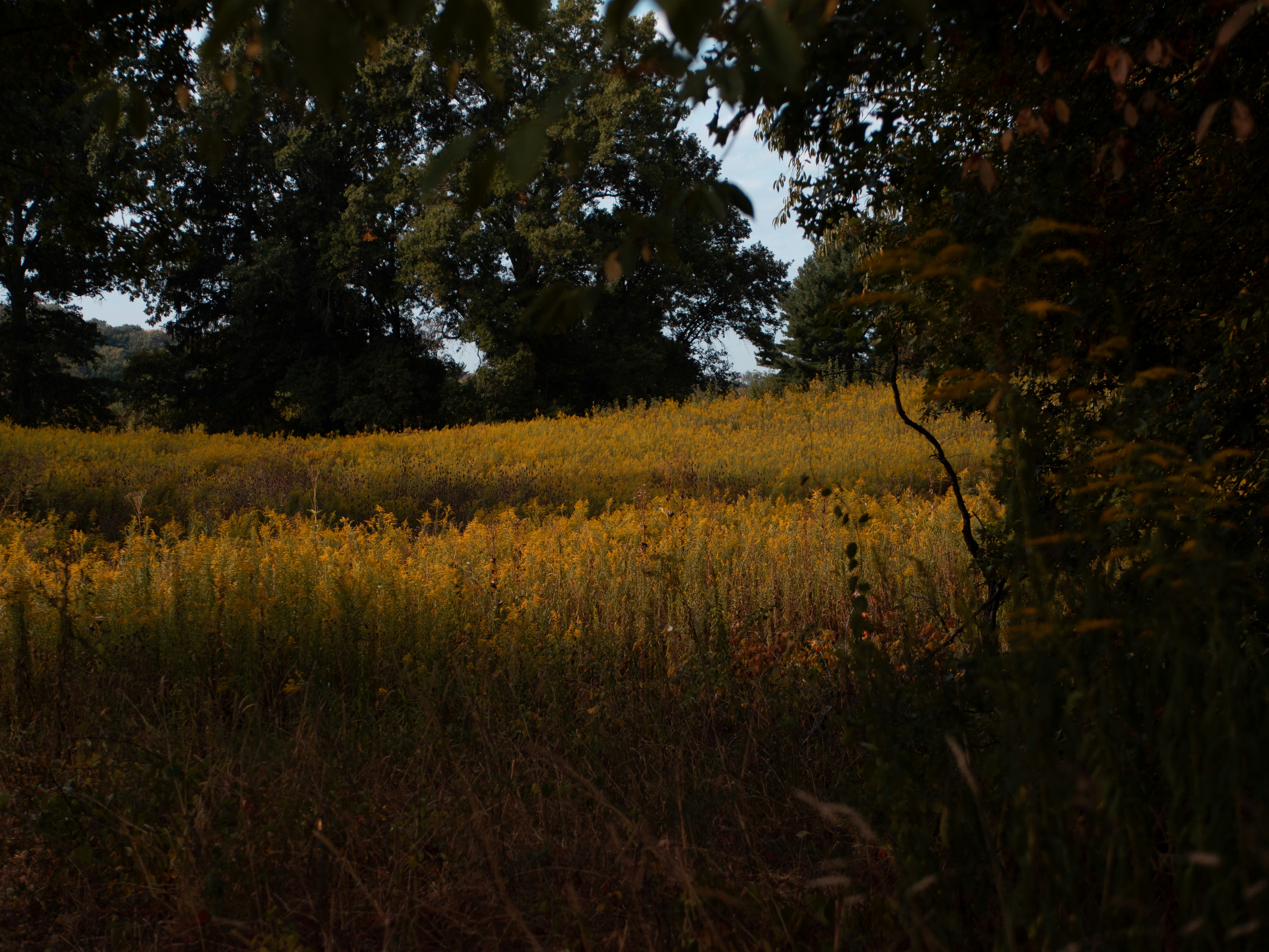 Campo dorado de flores silvestres bajo los árboles al anochecer.