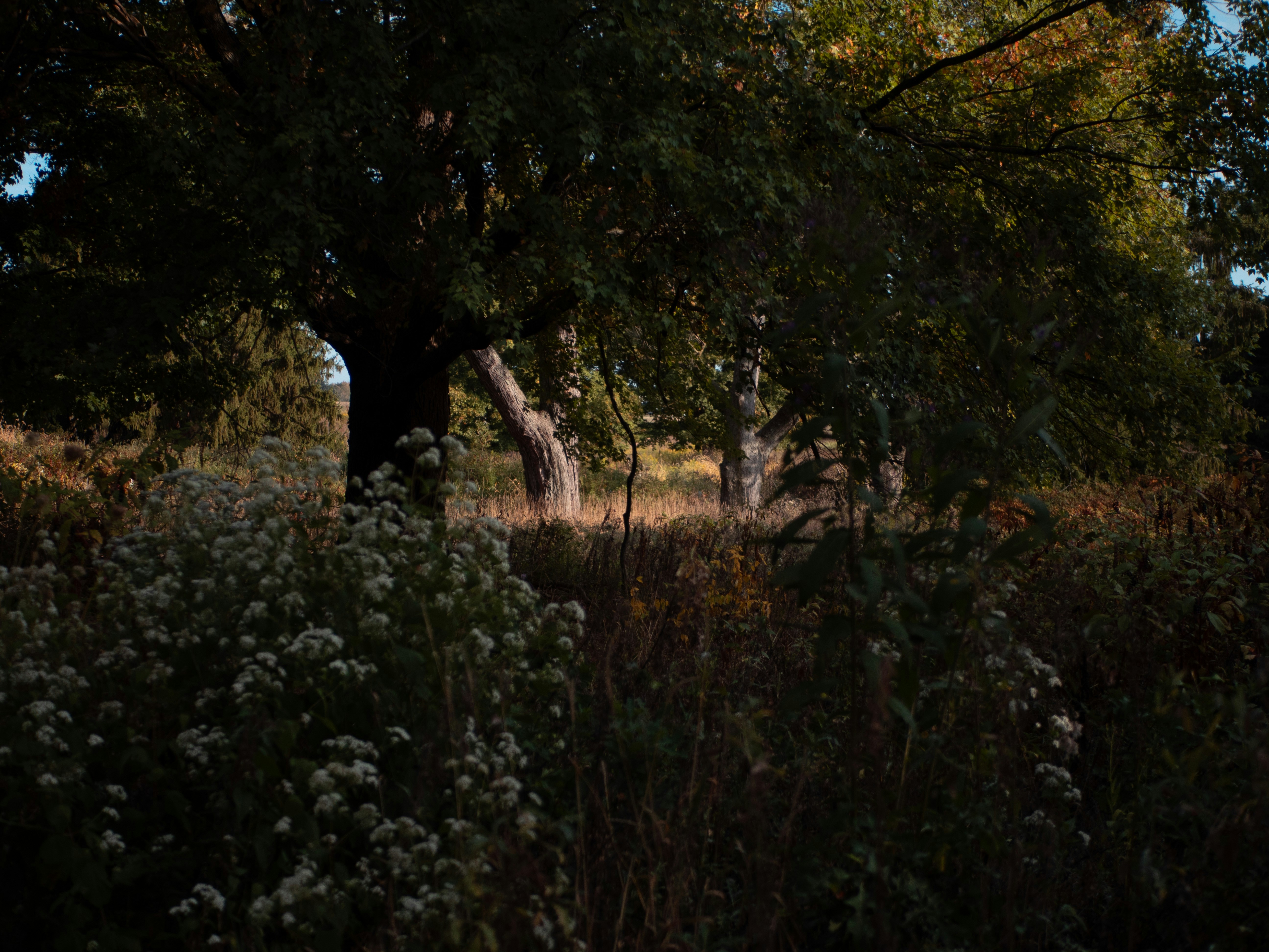 Árboles altos y flores silvestres en un prado iluminado por el sol.