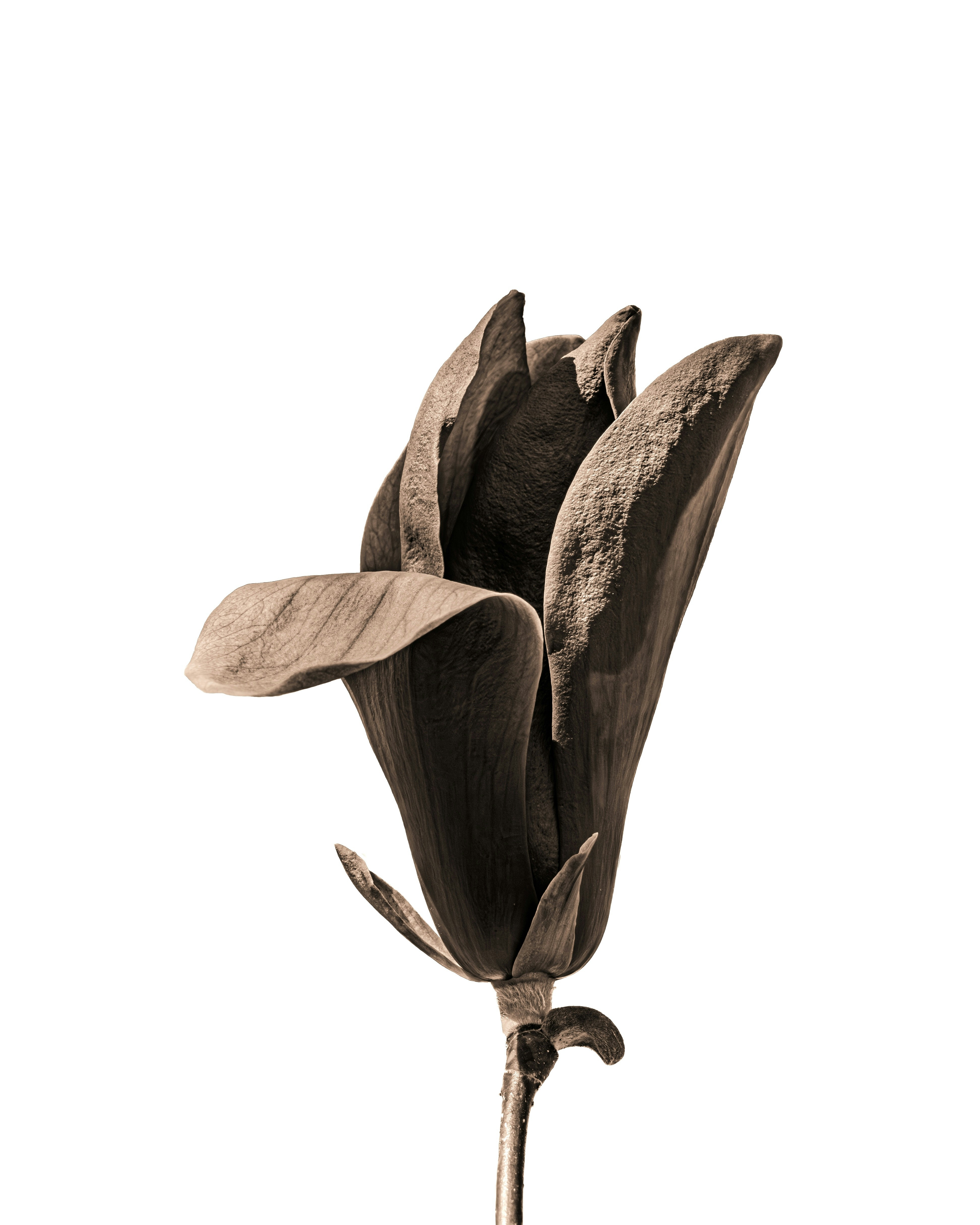 Photo by sschusterphotoart