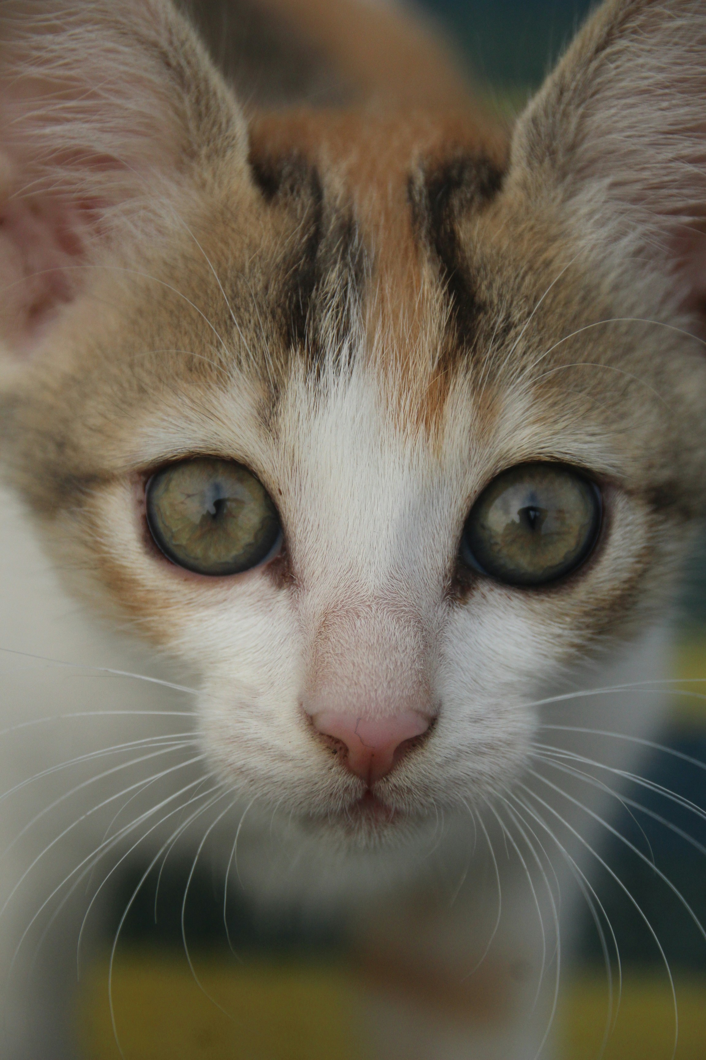 Photo by shariar15
