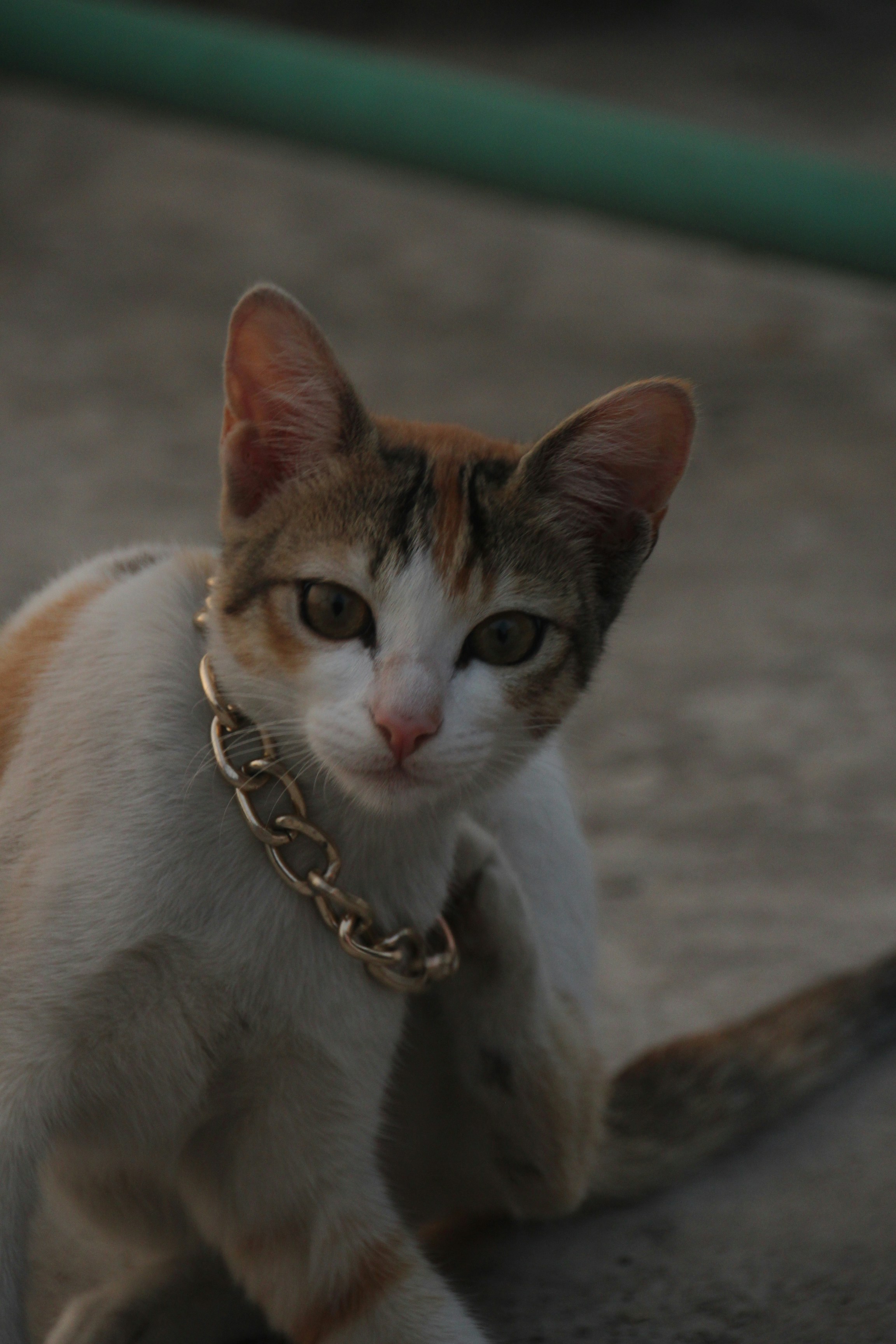 A calico cat wearing a gold chain necklace.