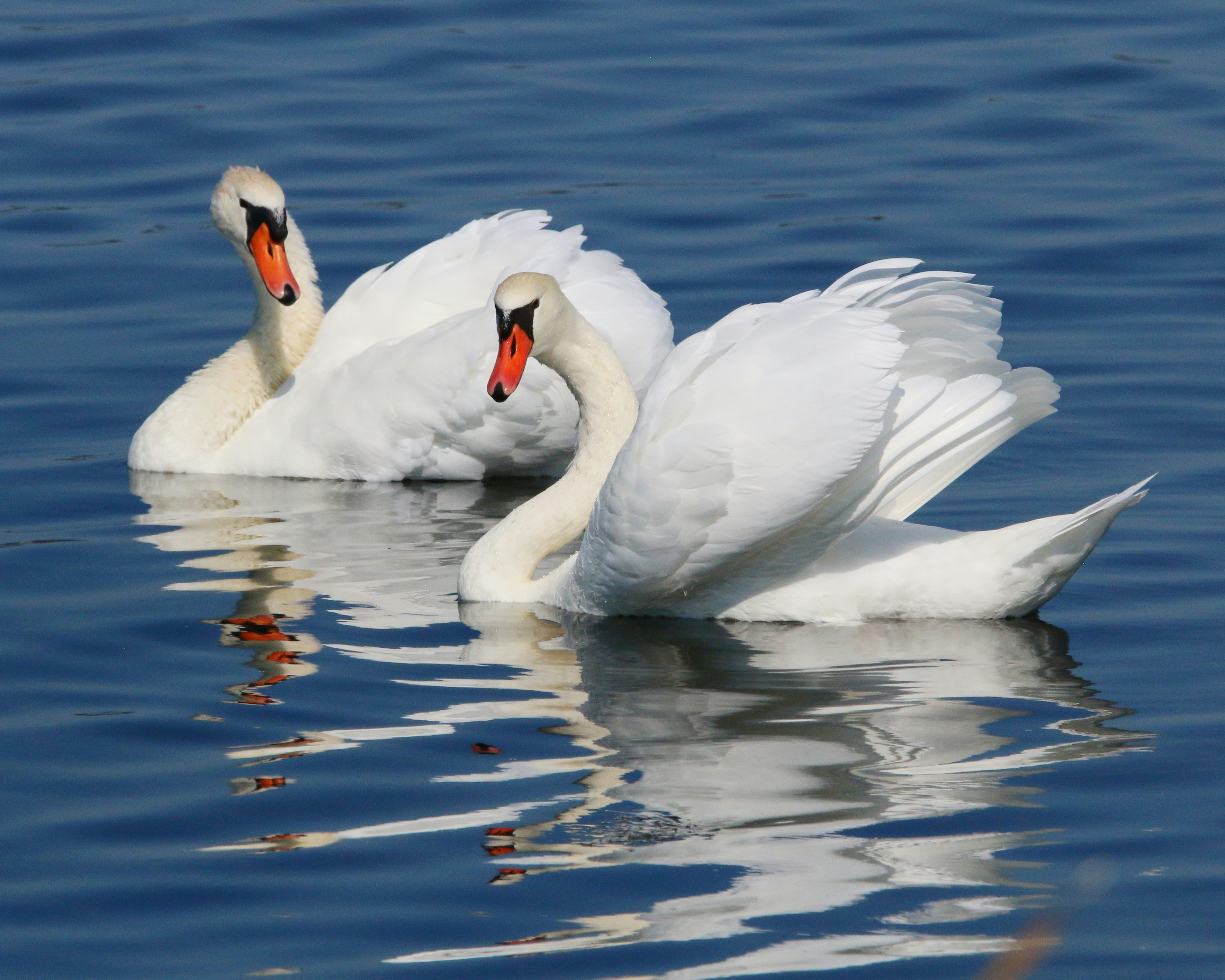 Photo by goldenplover31