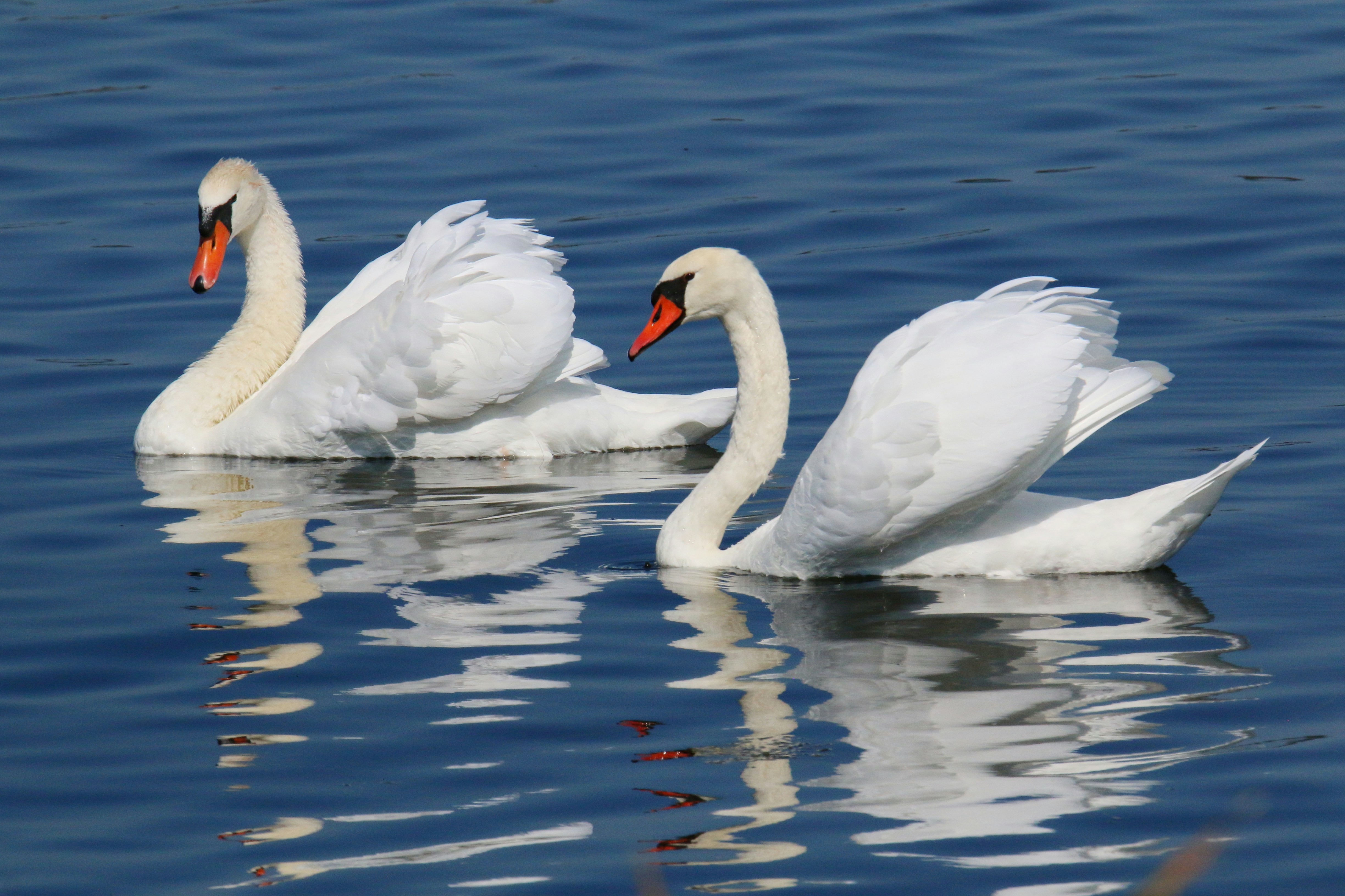 Photo by goldenplover31