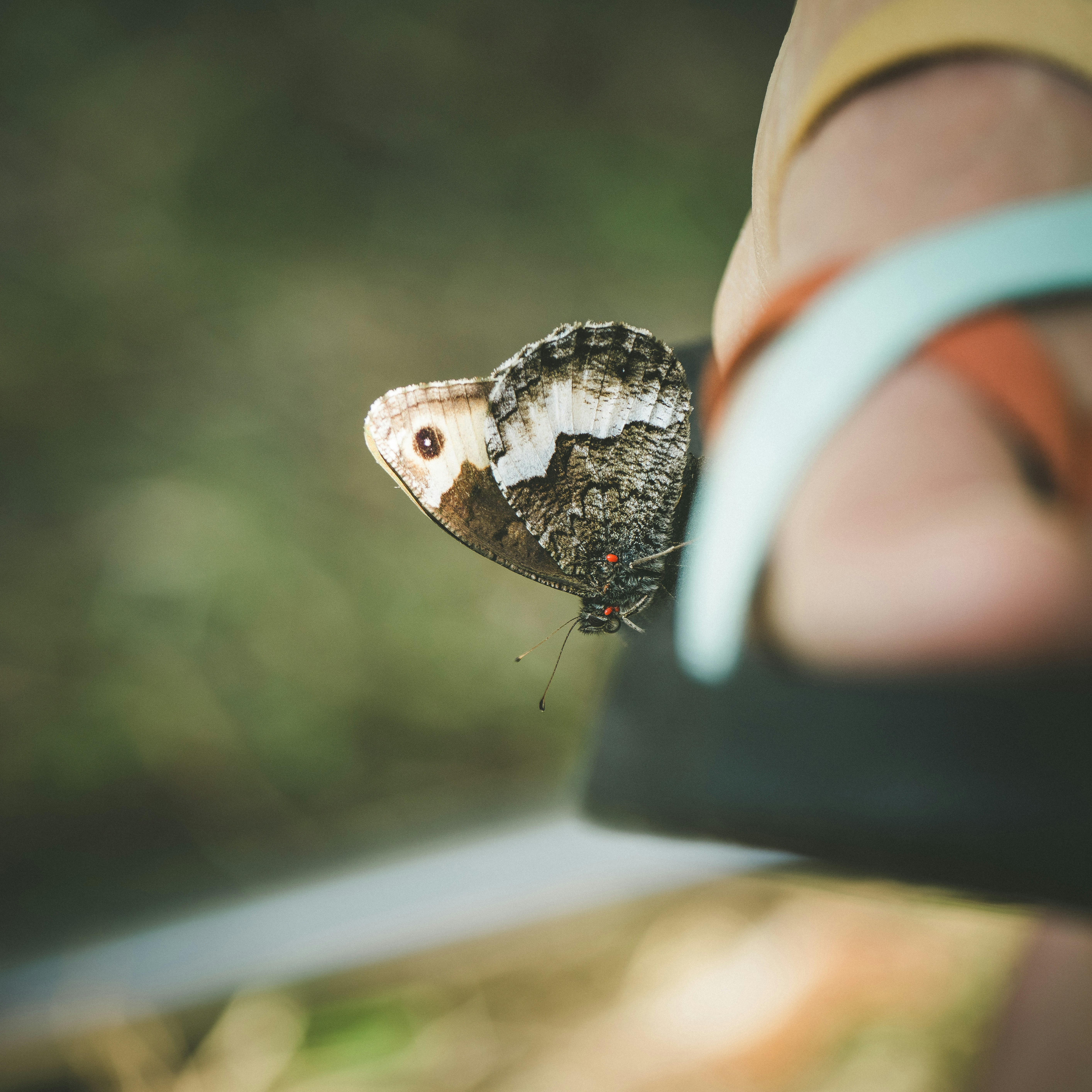 A butterfly rests on a person's sandal.