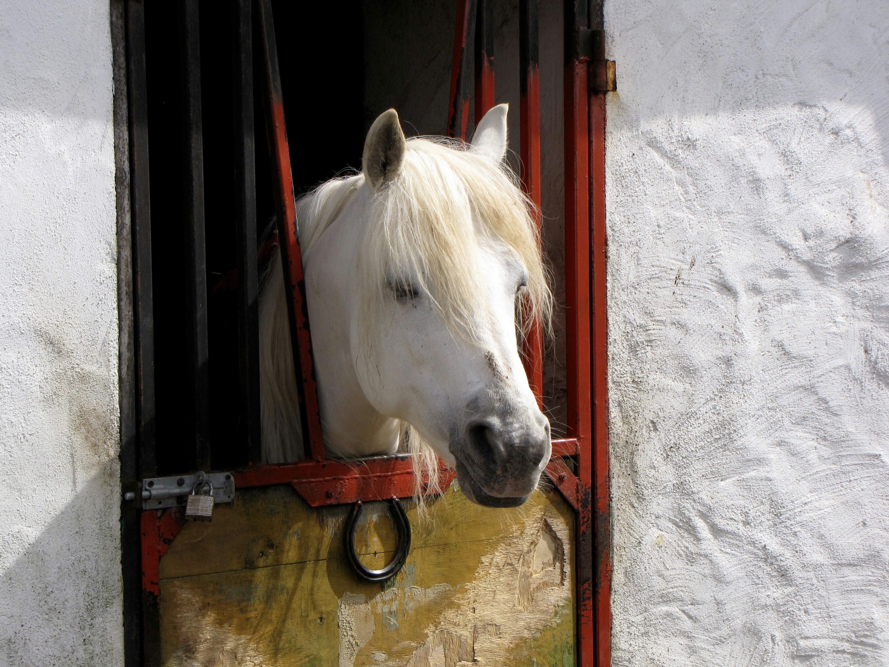 White horse peeking out of stable door
