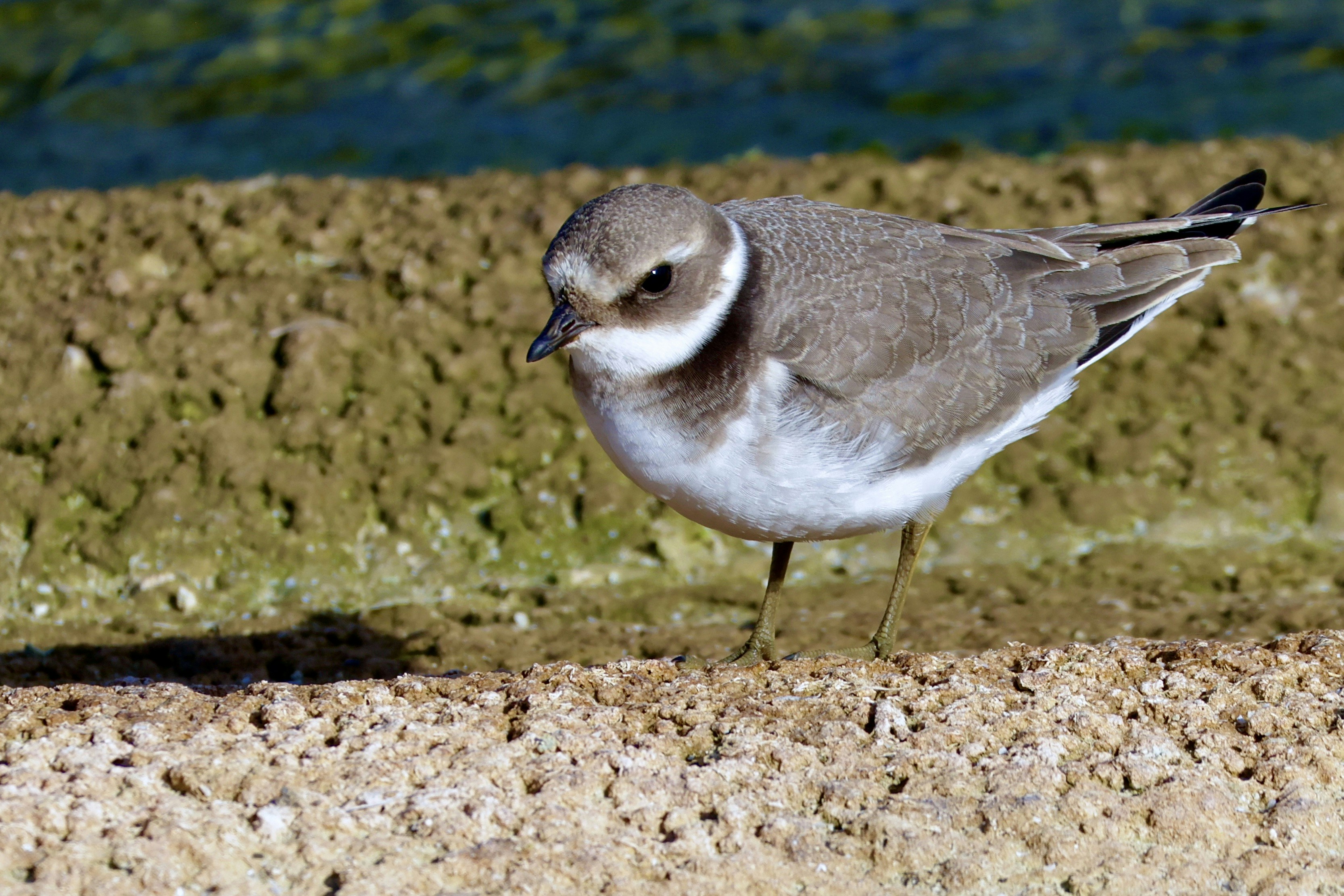 A small shorebird stands on a textured ledge.