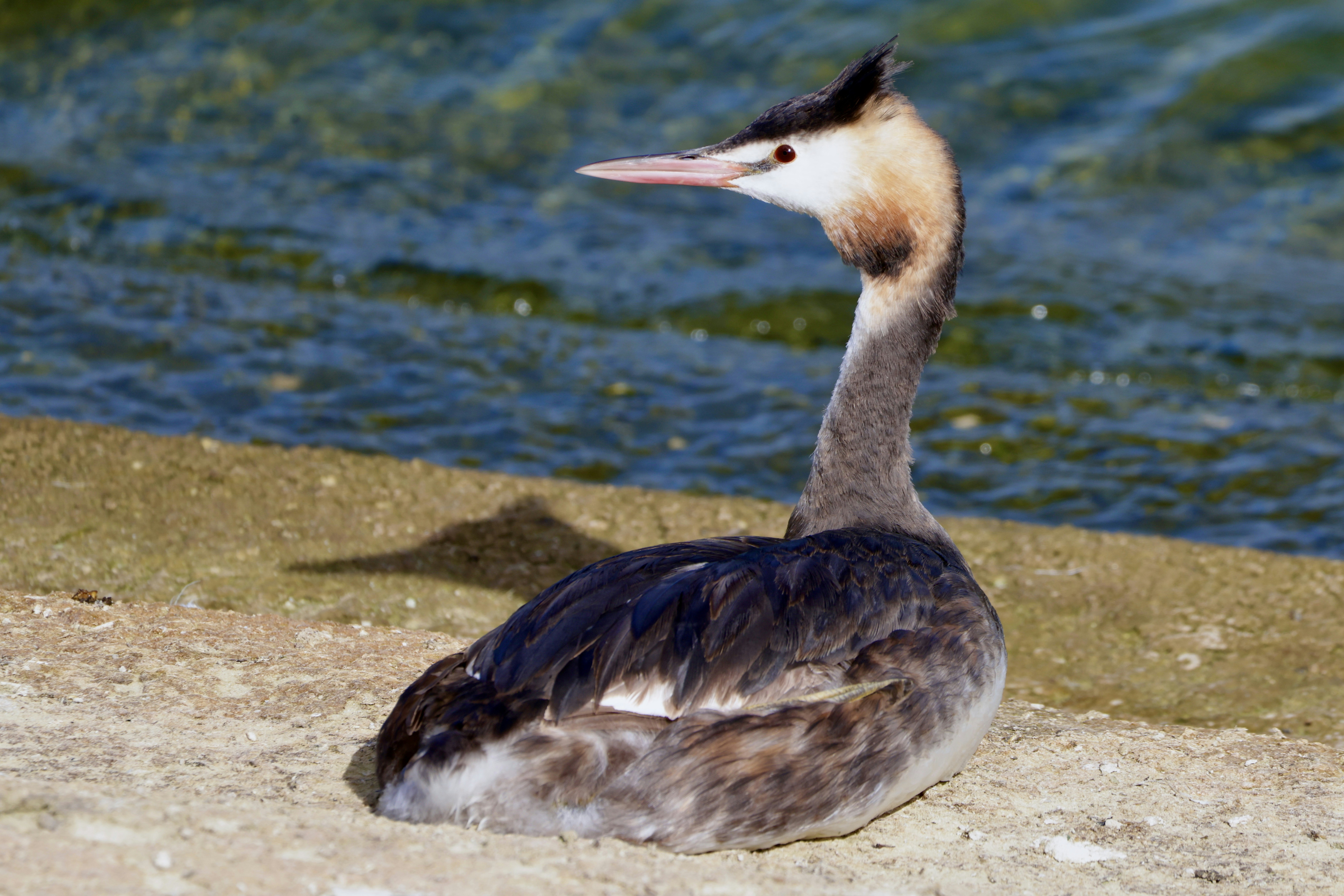 A great crested grebe resting by the water