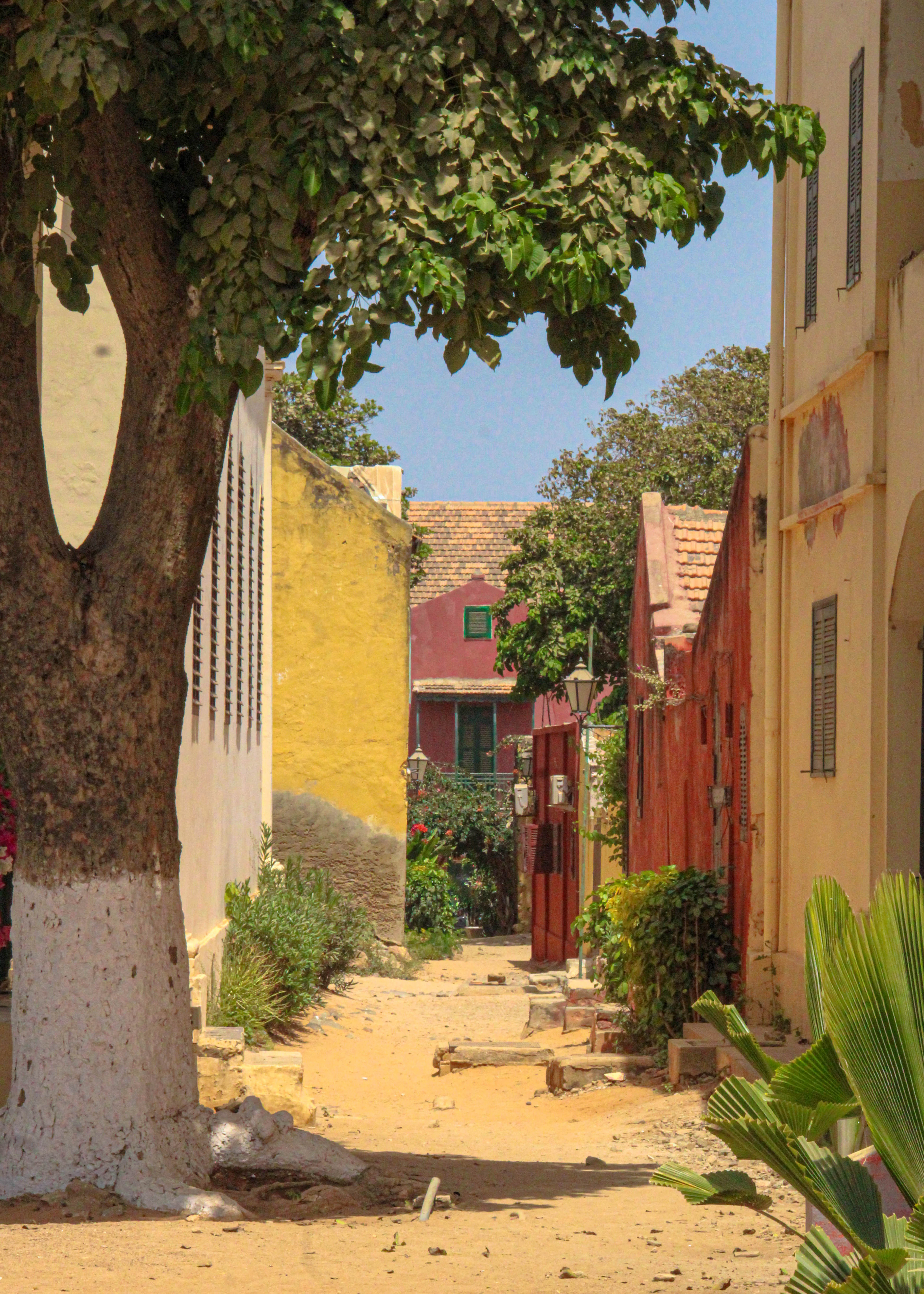 A shaded lane on Goree Island off Dakar, ochre and rose colonial walls under a spreading tree