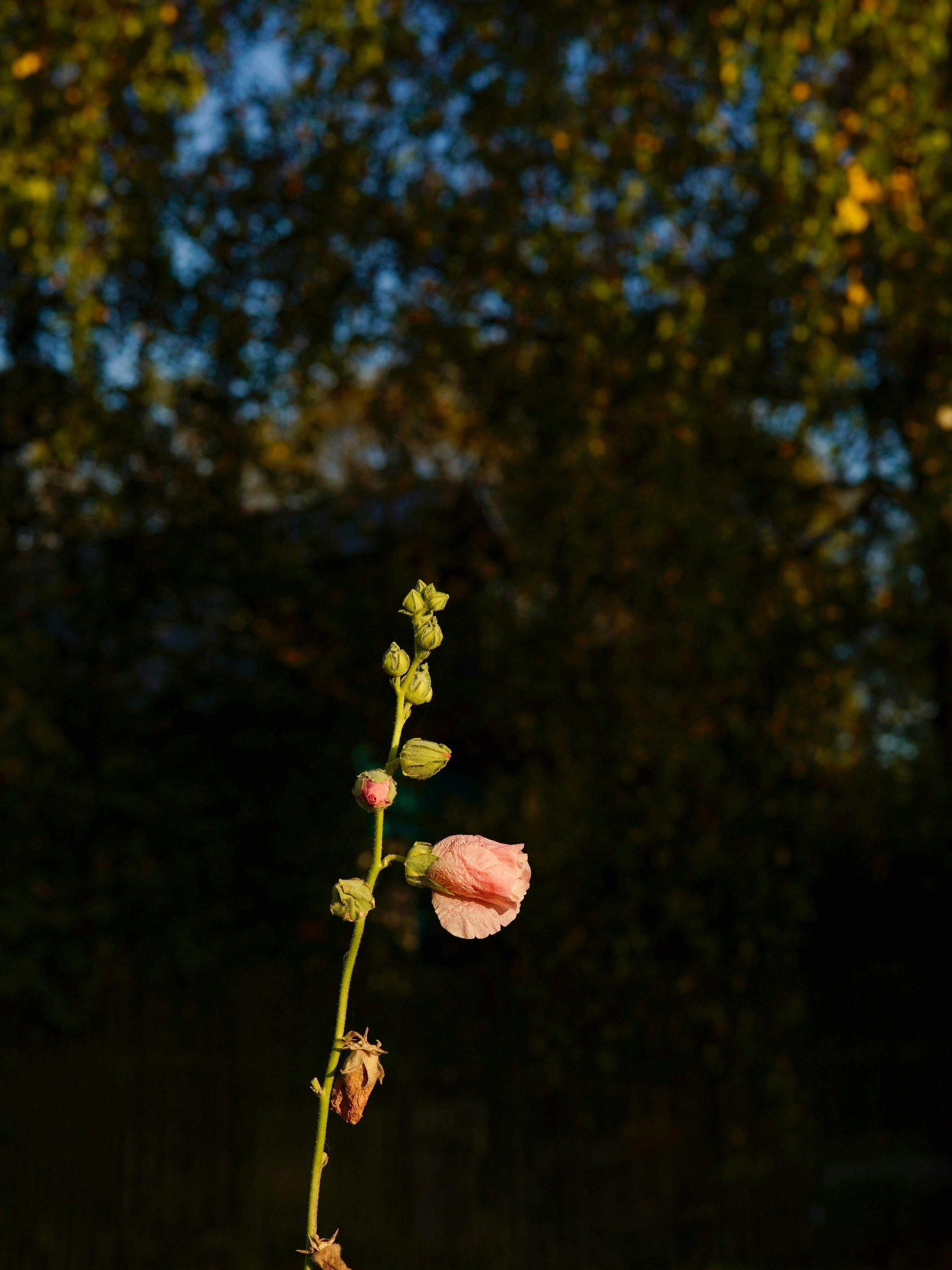 A single pink hollyhock bud against dark foliage.