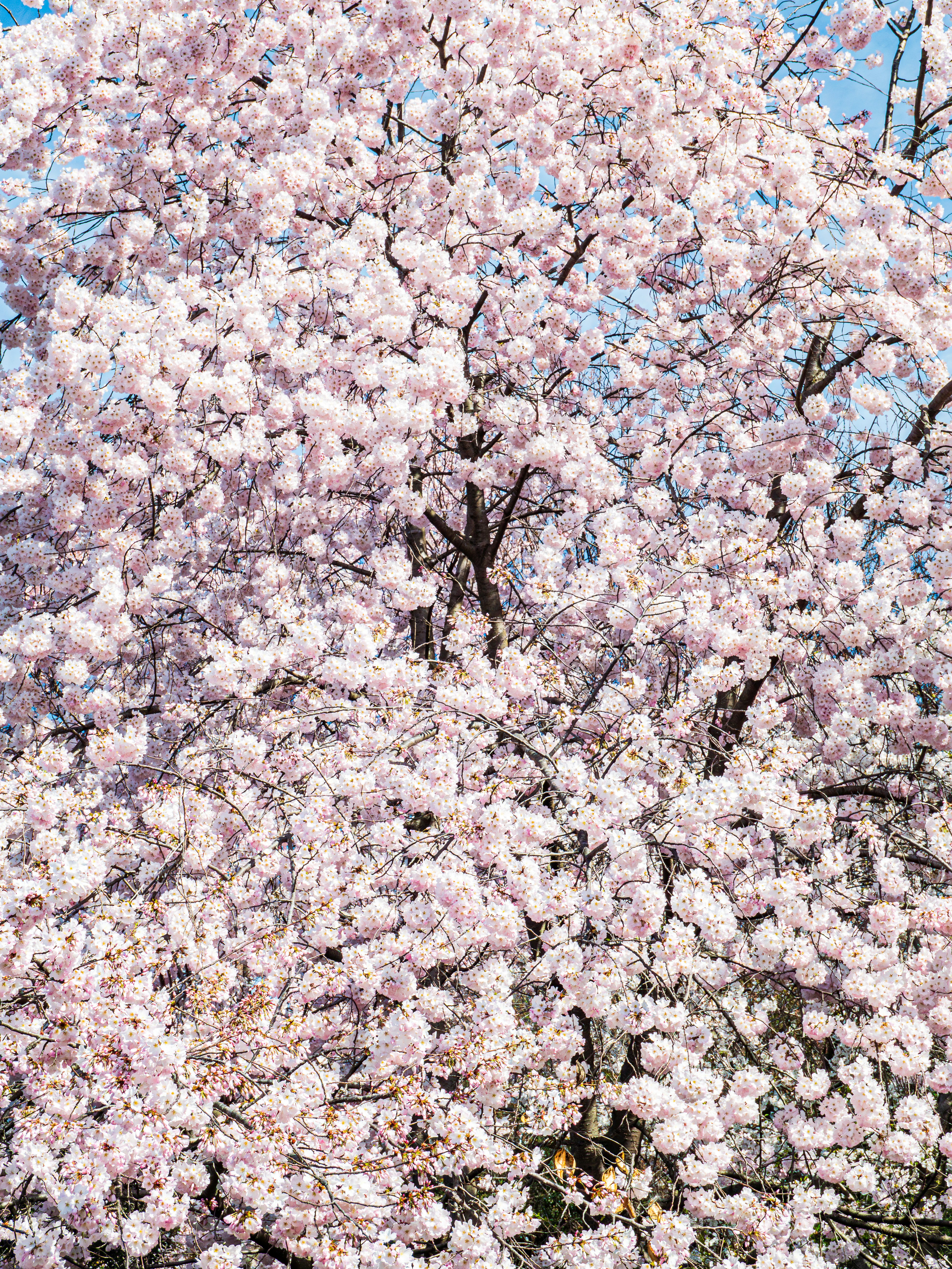 Photo by sschusterphotoart