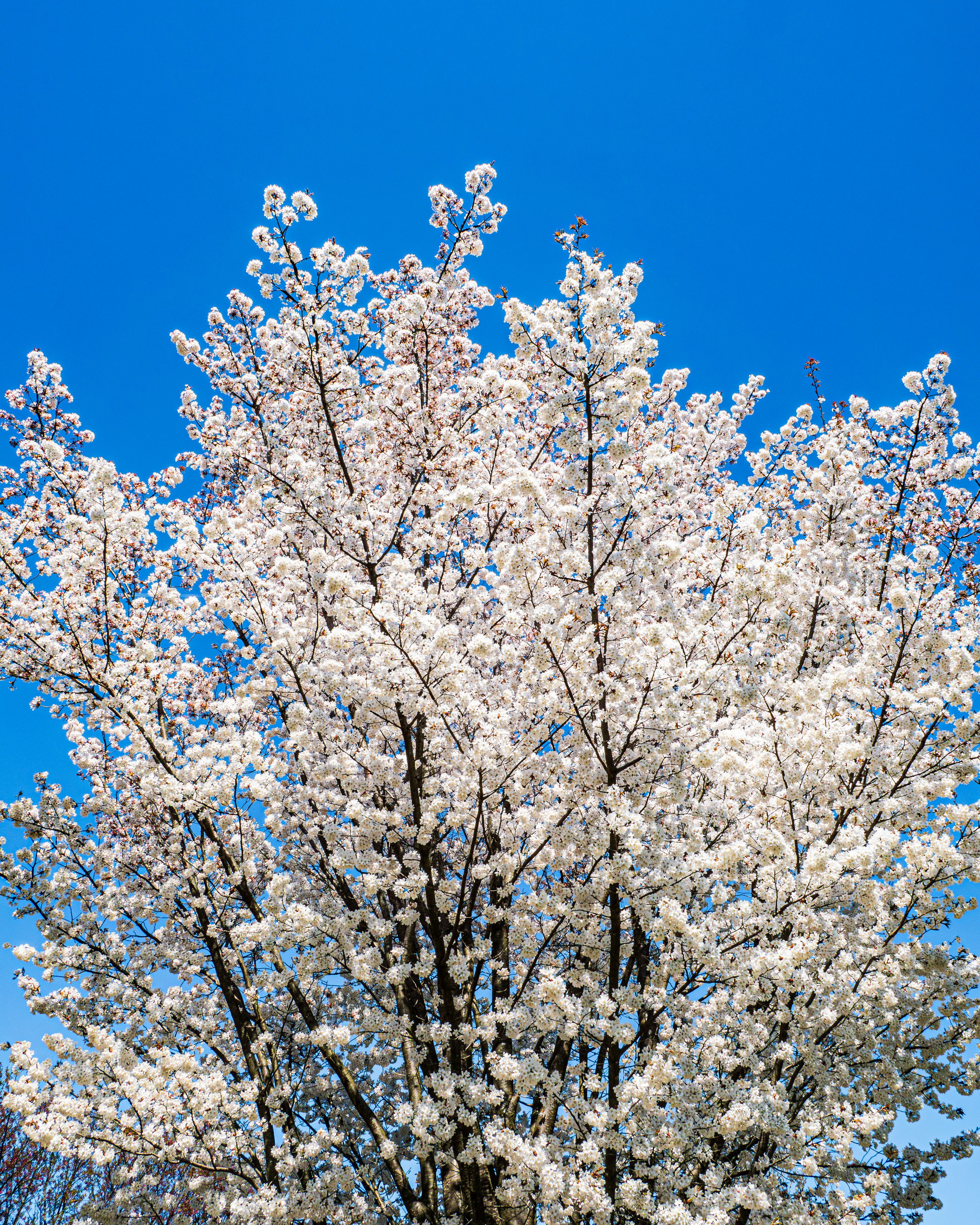 Photo by sschusterphotoart