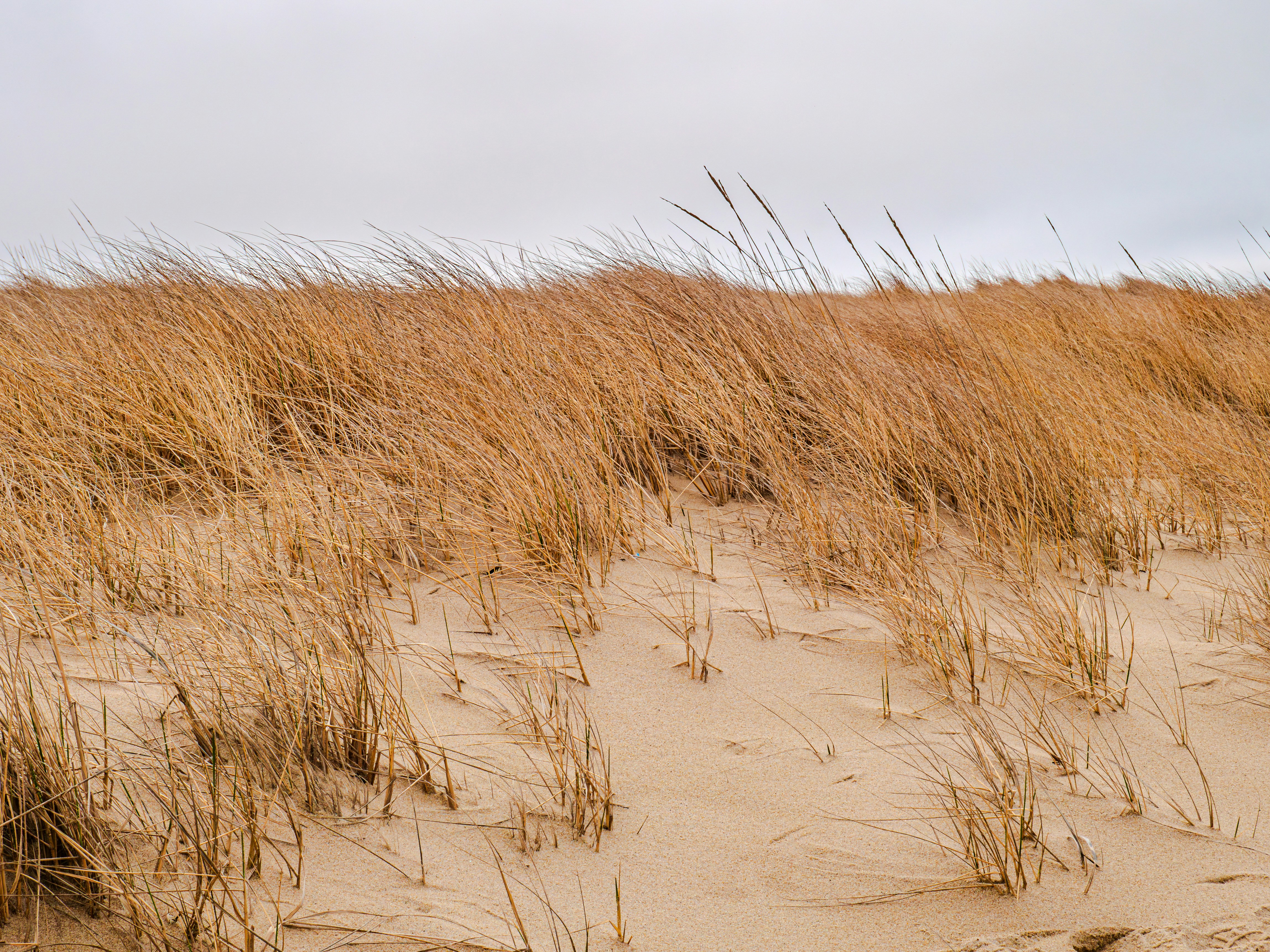 Photo by sschusterphotoart