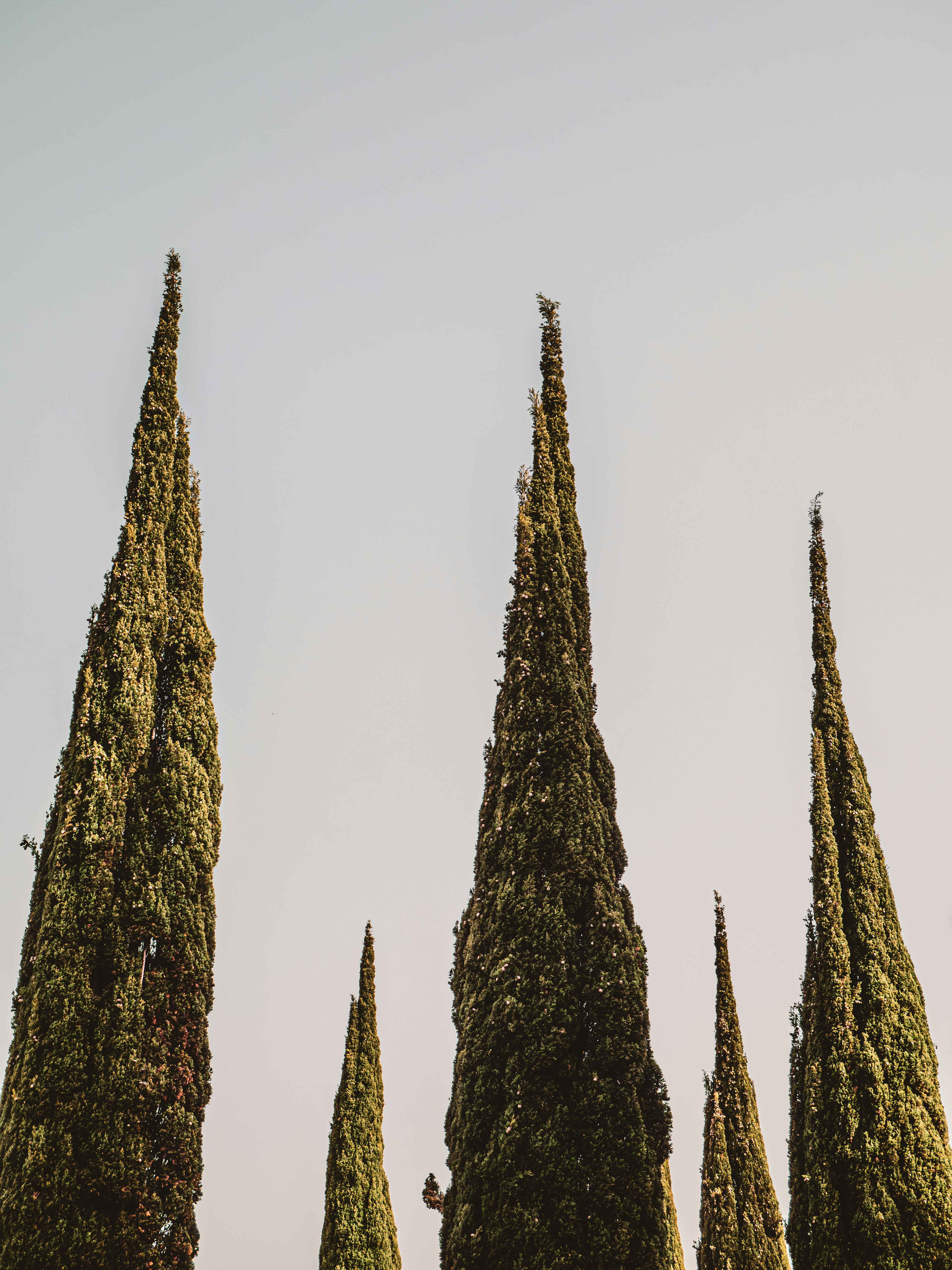 Tall cypress trees against a pale sky