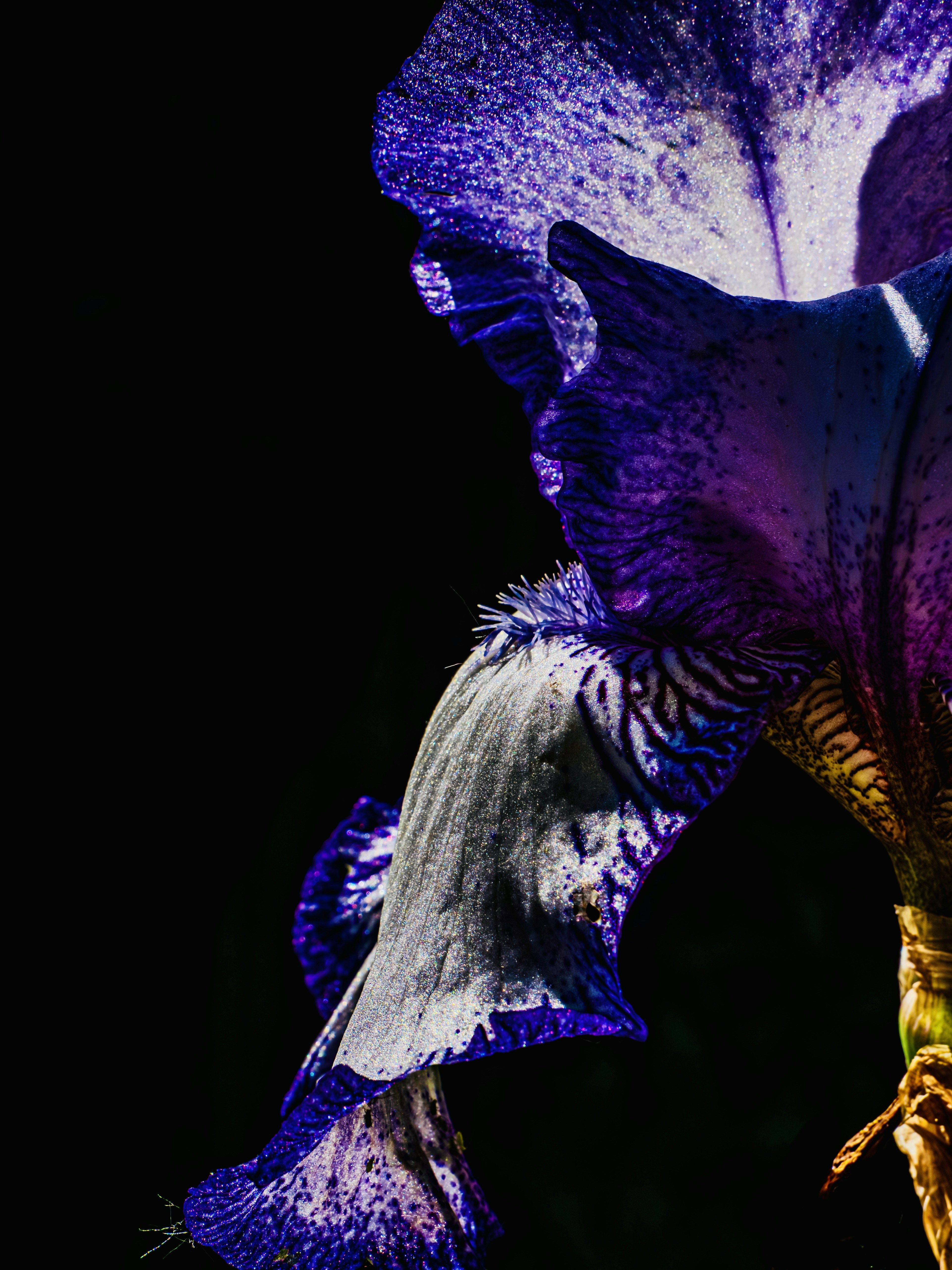 Close-up of a purple iris flower in bloom