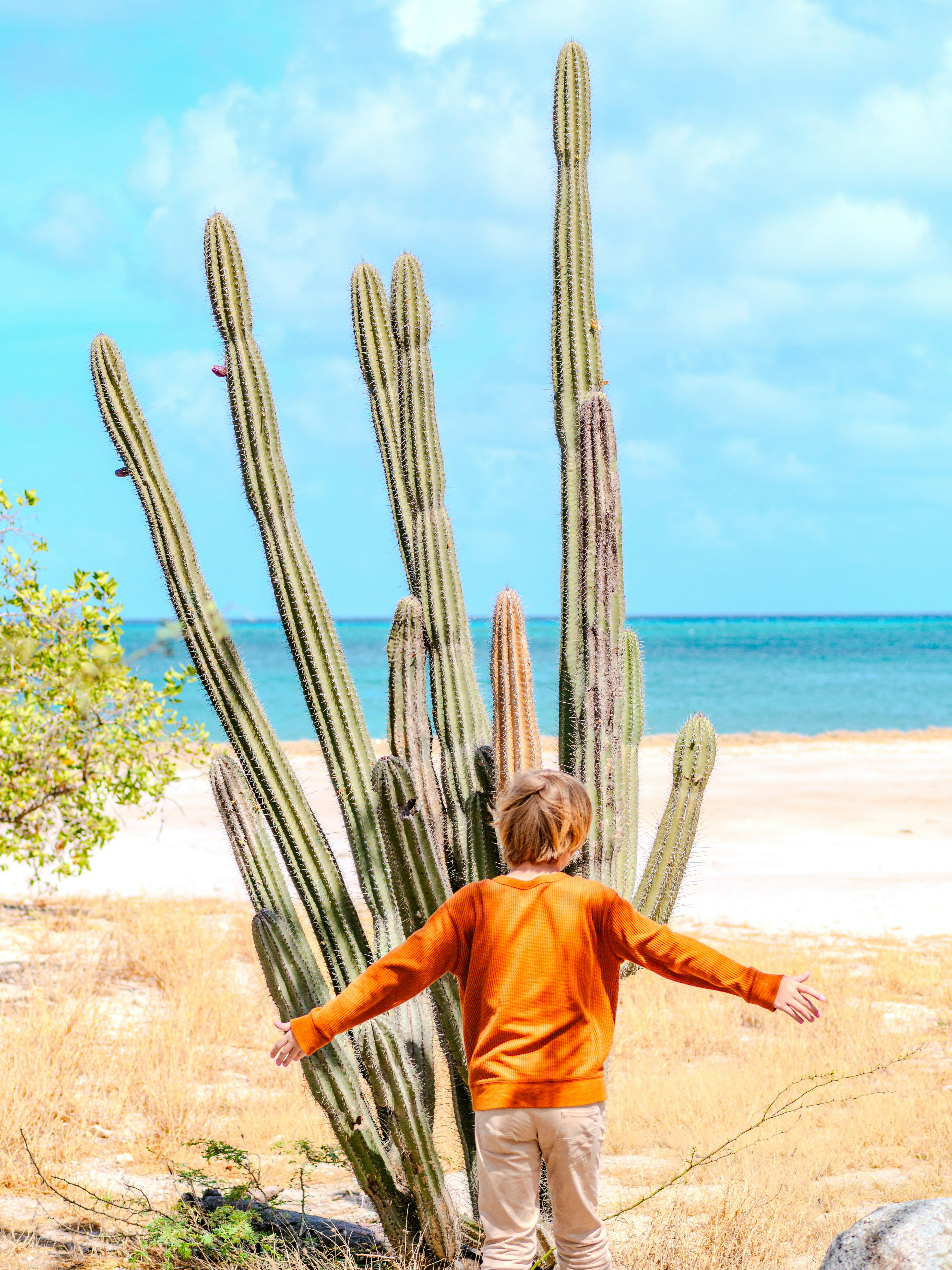 A boy is standing in front of a large cactus on a beach