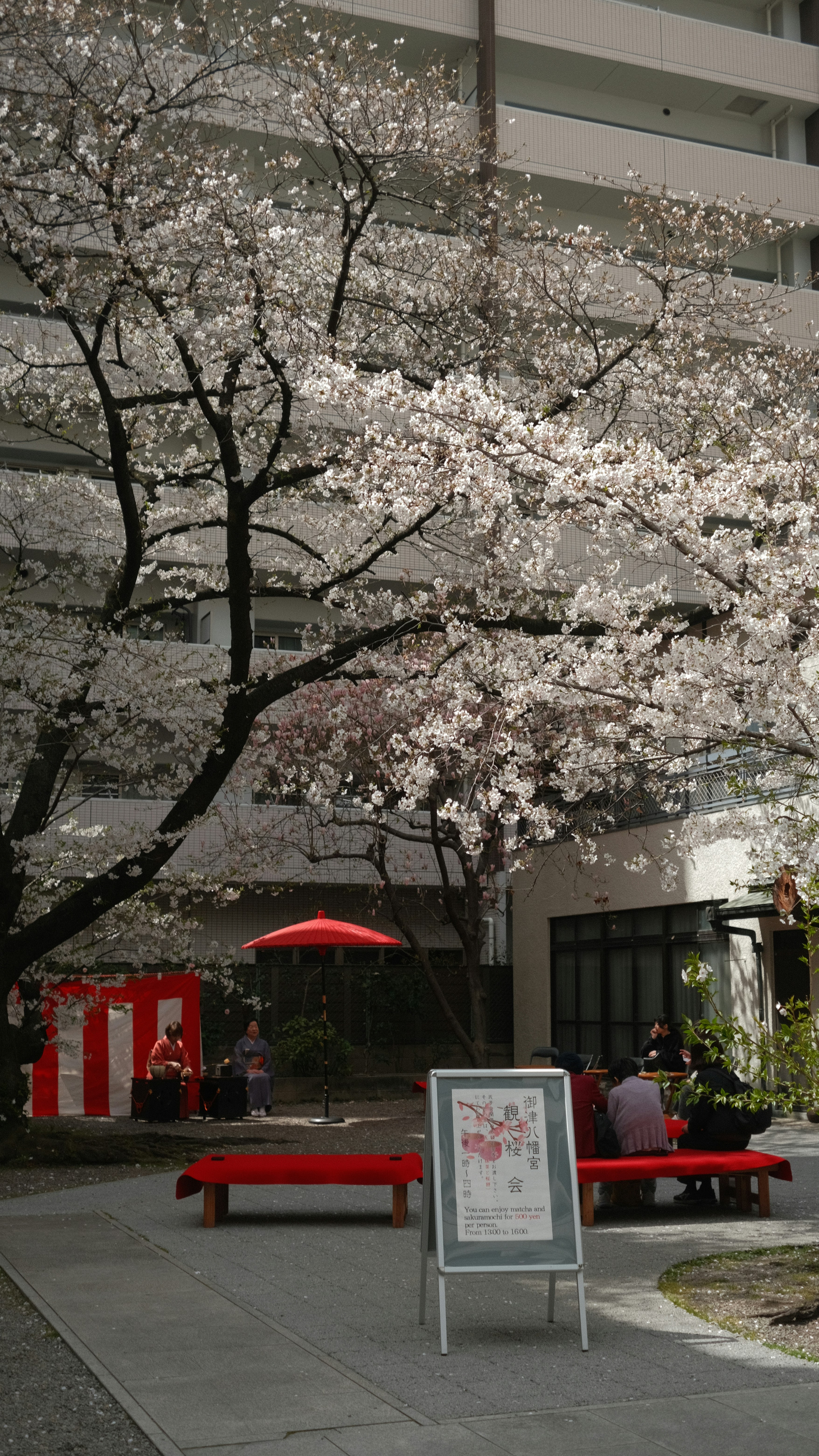 Cherry blossoms bloom near a building with red benches.