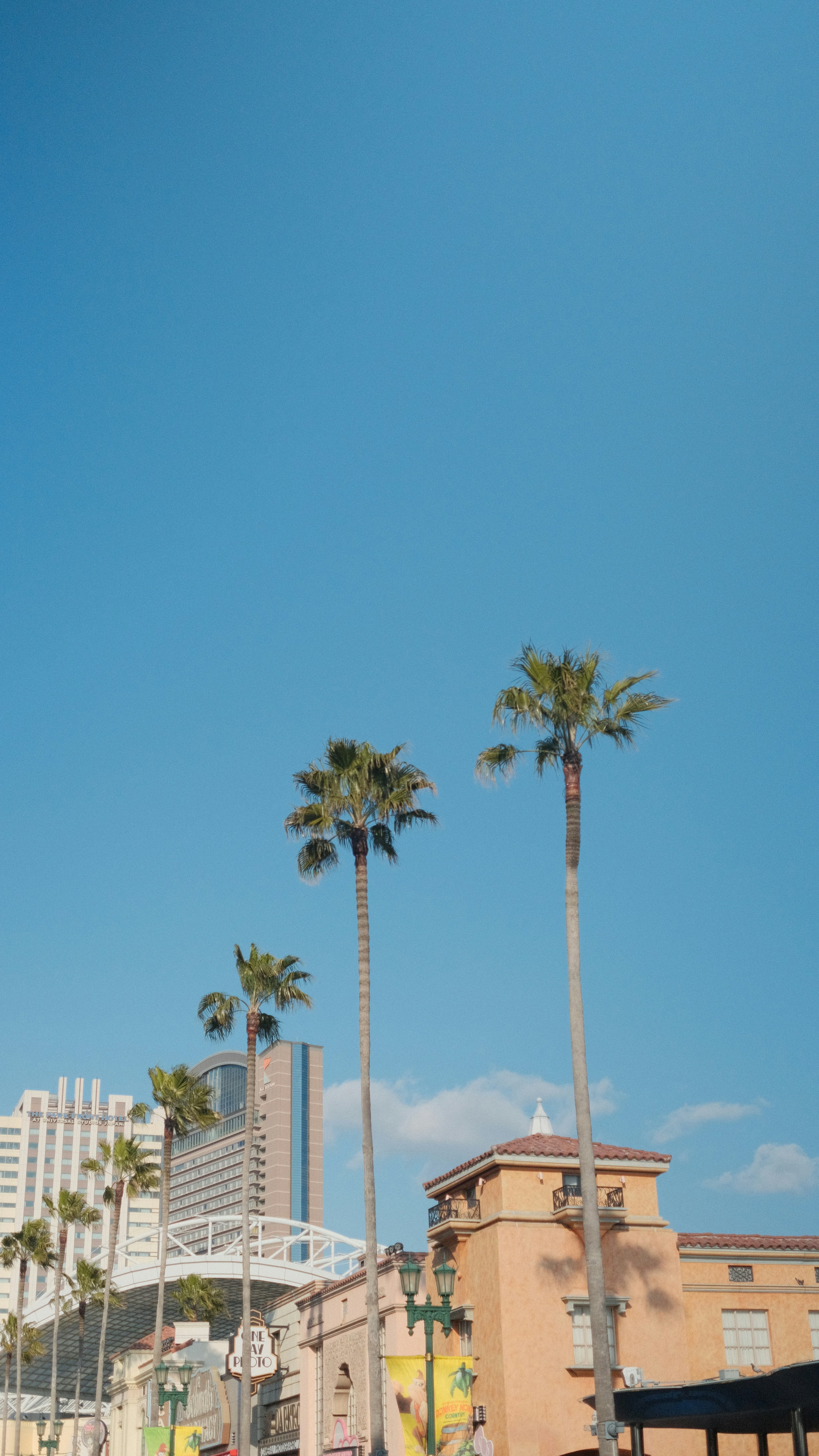 Palm trees line a street with buildings under blue sky