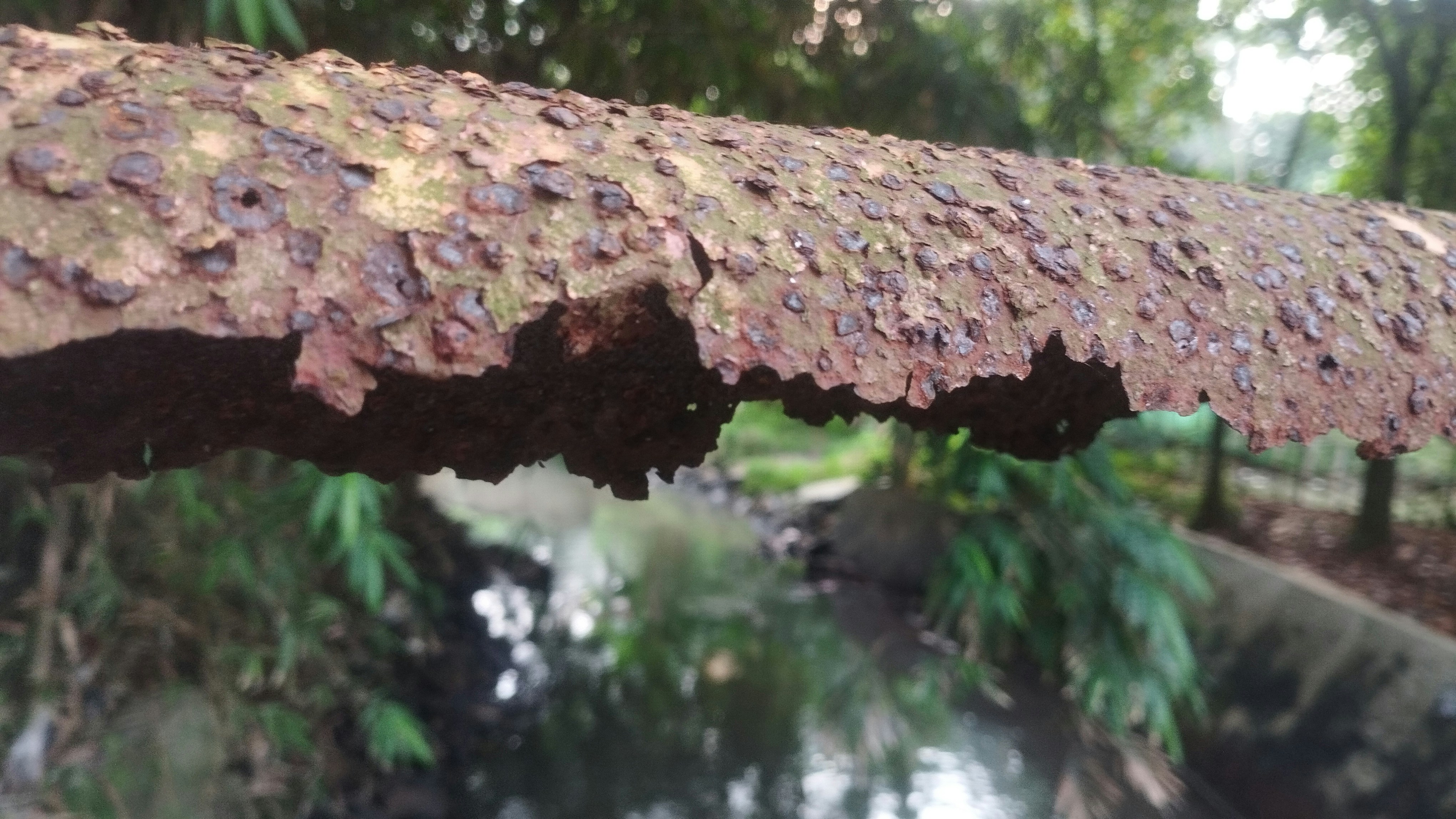 Close-up of a rusty pipe over a stream.