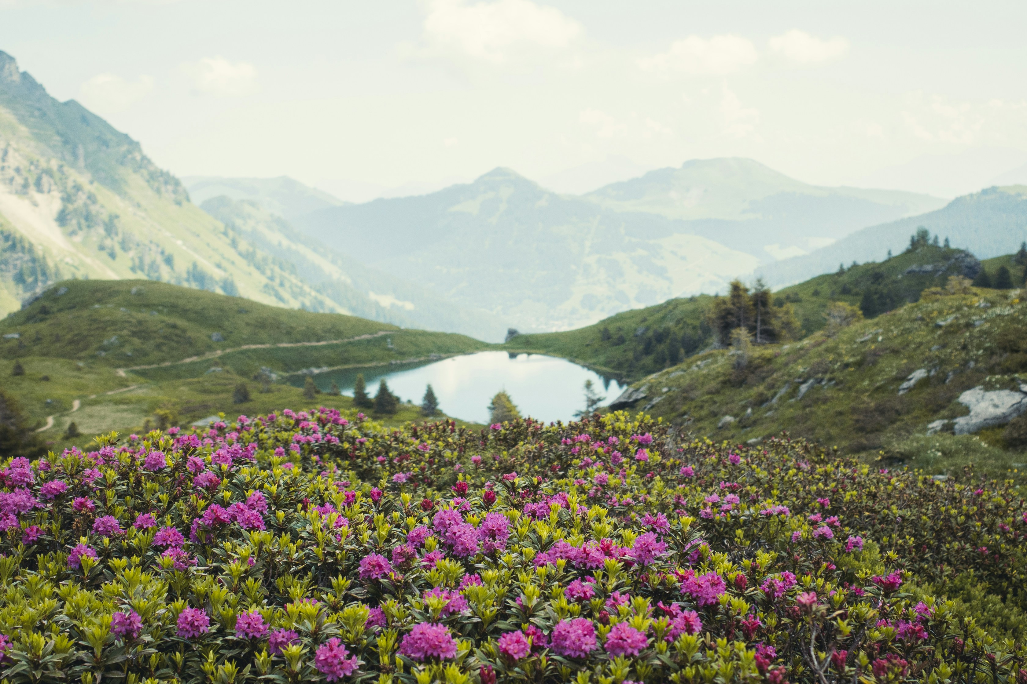 Las flores silvestres rosadas florecen en un paisaje montañoso con un lago.