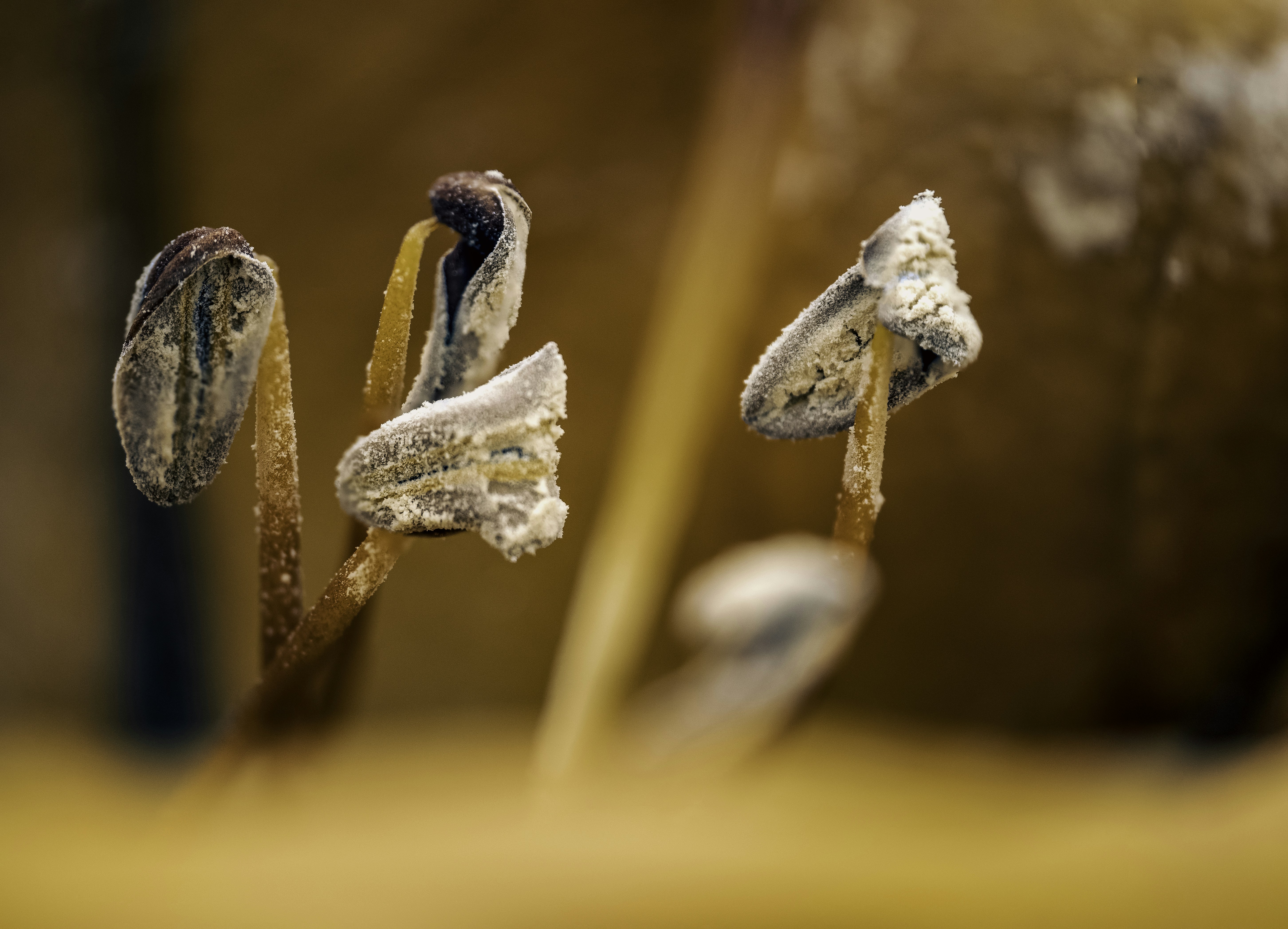 Damaged nail surface