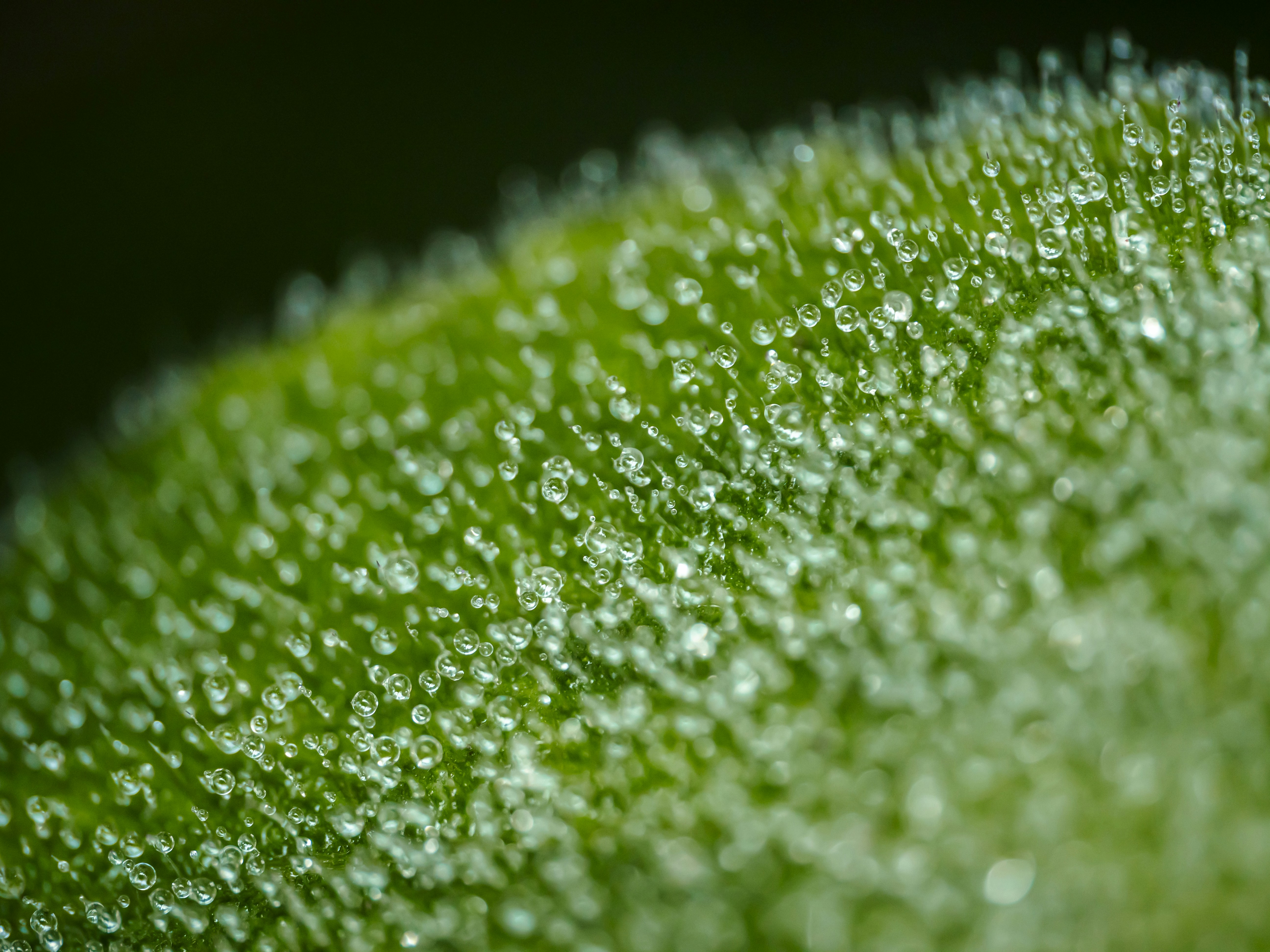 Primer plano de gotas de rocío en la superficie de una hoja verde
